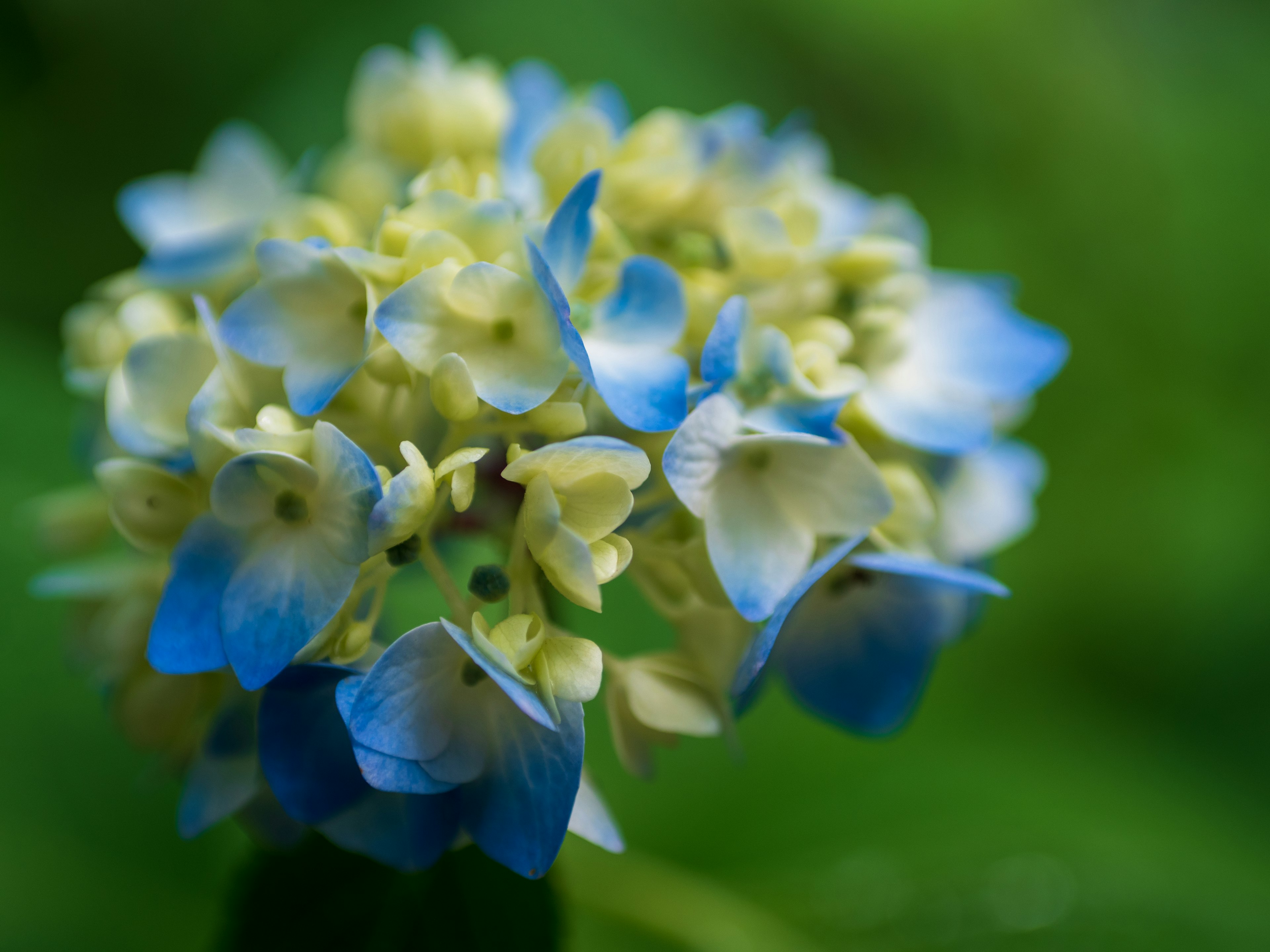 Schöner Strauß von Hortensienblüten in Blau- und Gelbtönen