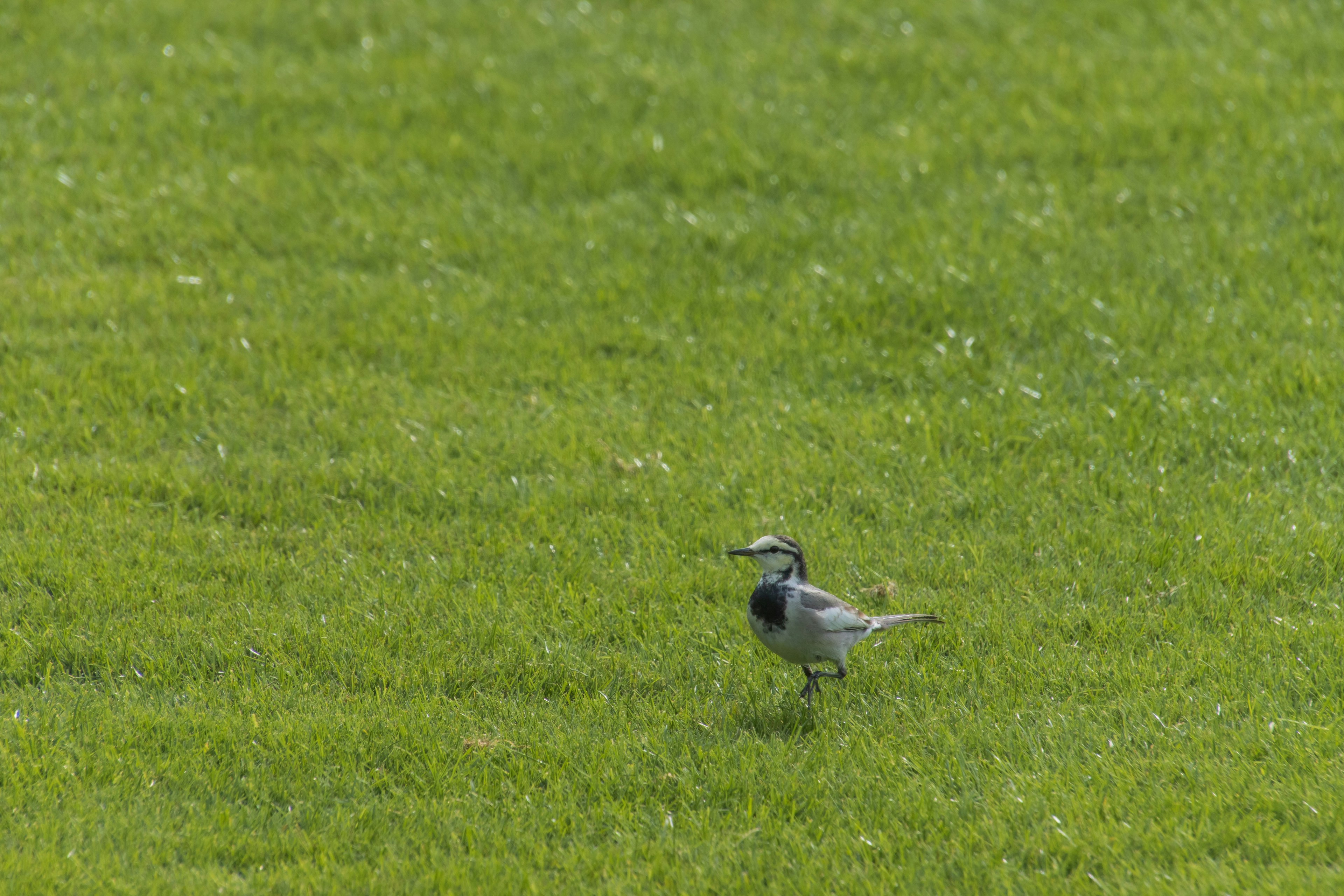 A black and white bird walking on green grass