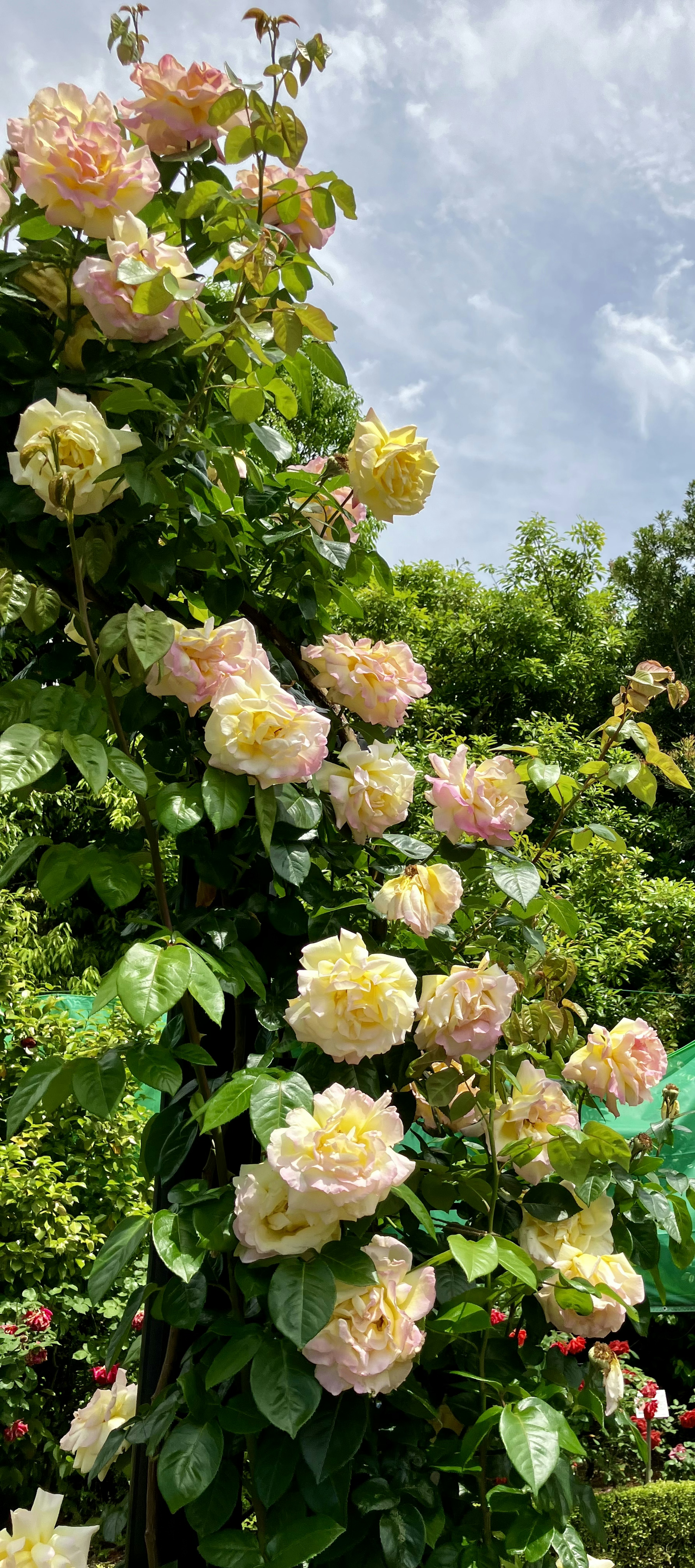 Roses grimpantes en rose pâle fleurissant sur un treillis vert