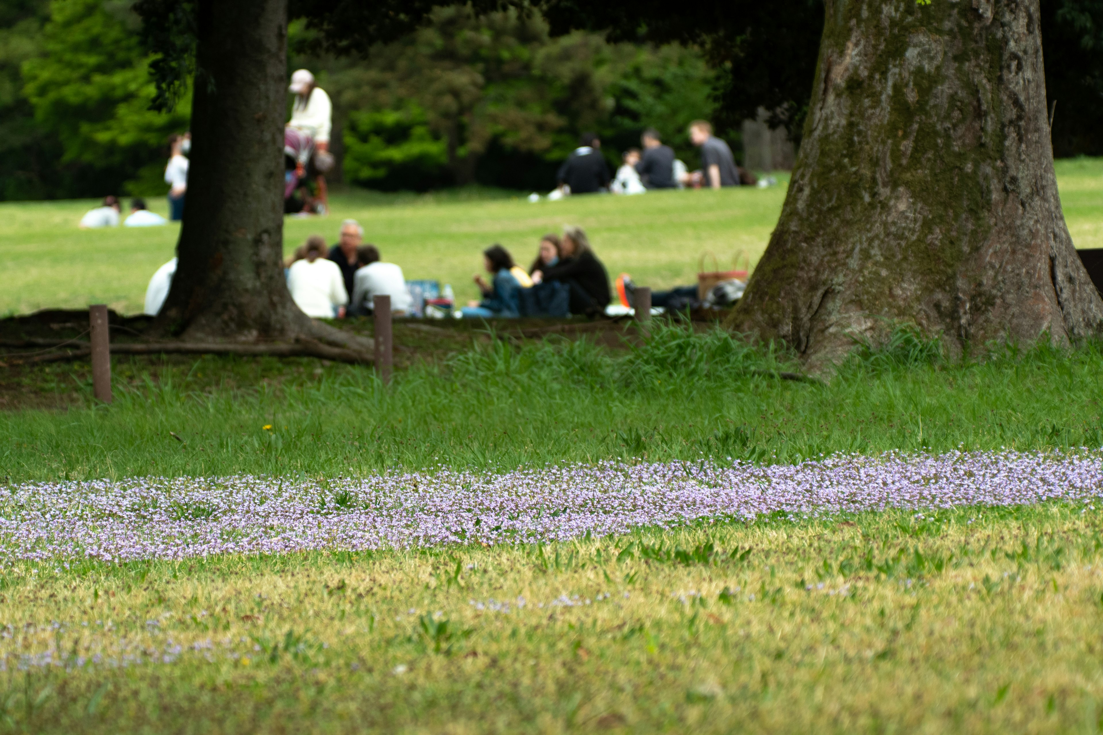 公園でピクニックを楽しむ人々と緑の草地