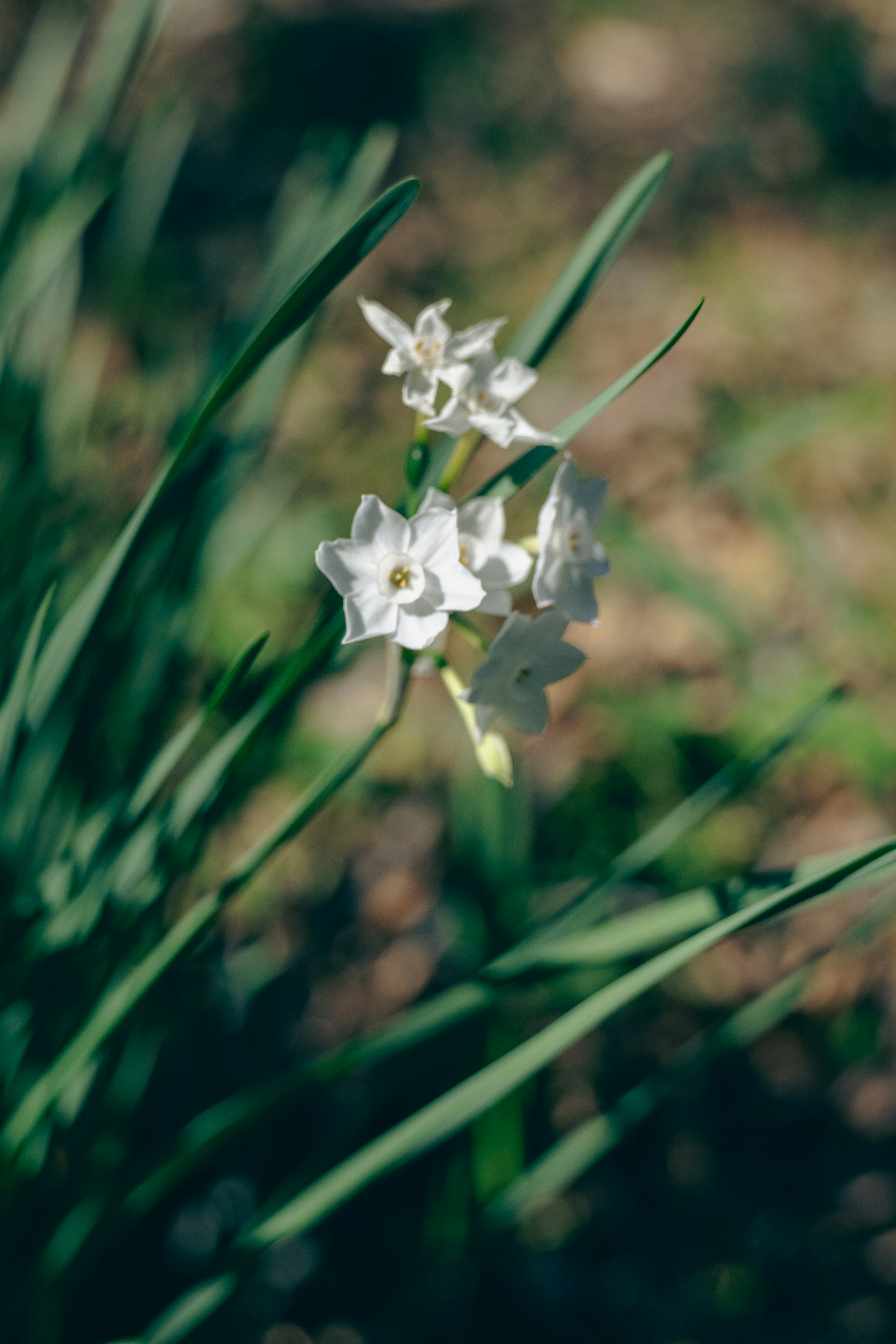 Delicate fiori bianchi con foglie verdi in un ambiente naturale