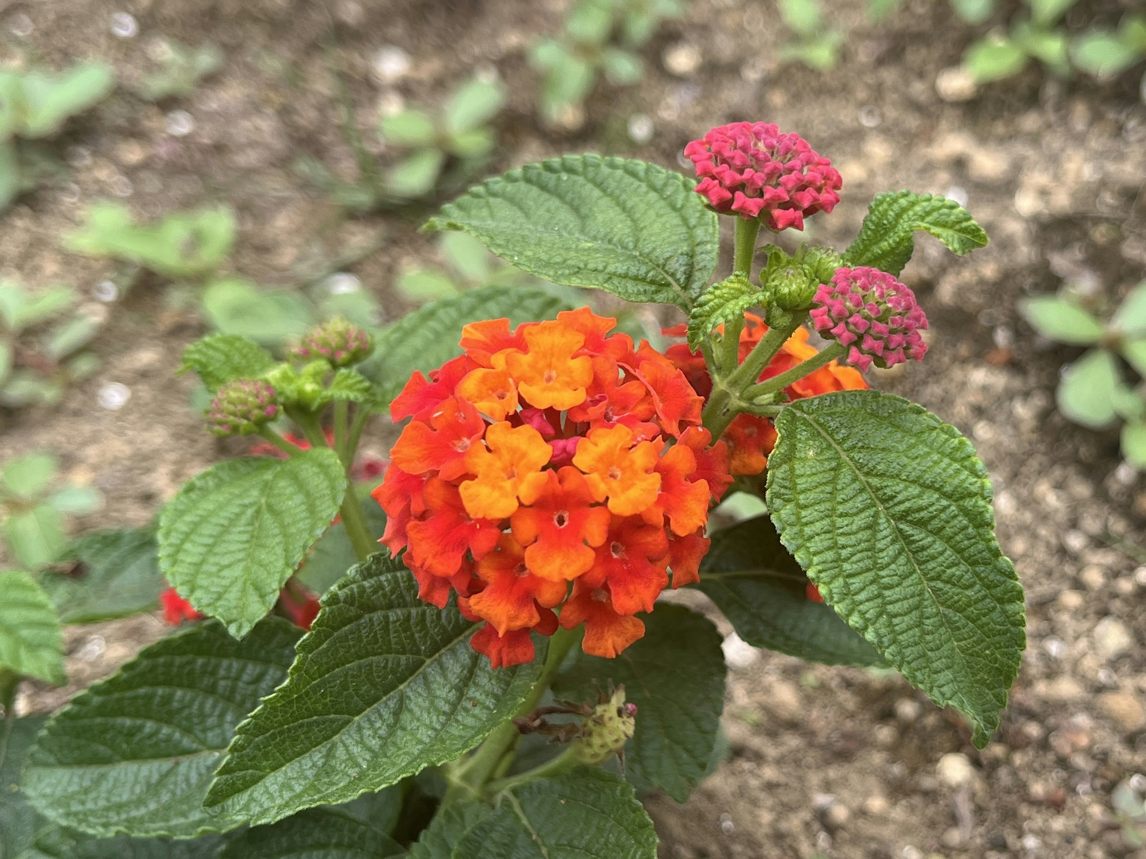 Planta de lantana con flores vibrantes de color naranja y rojo