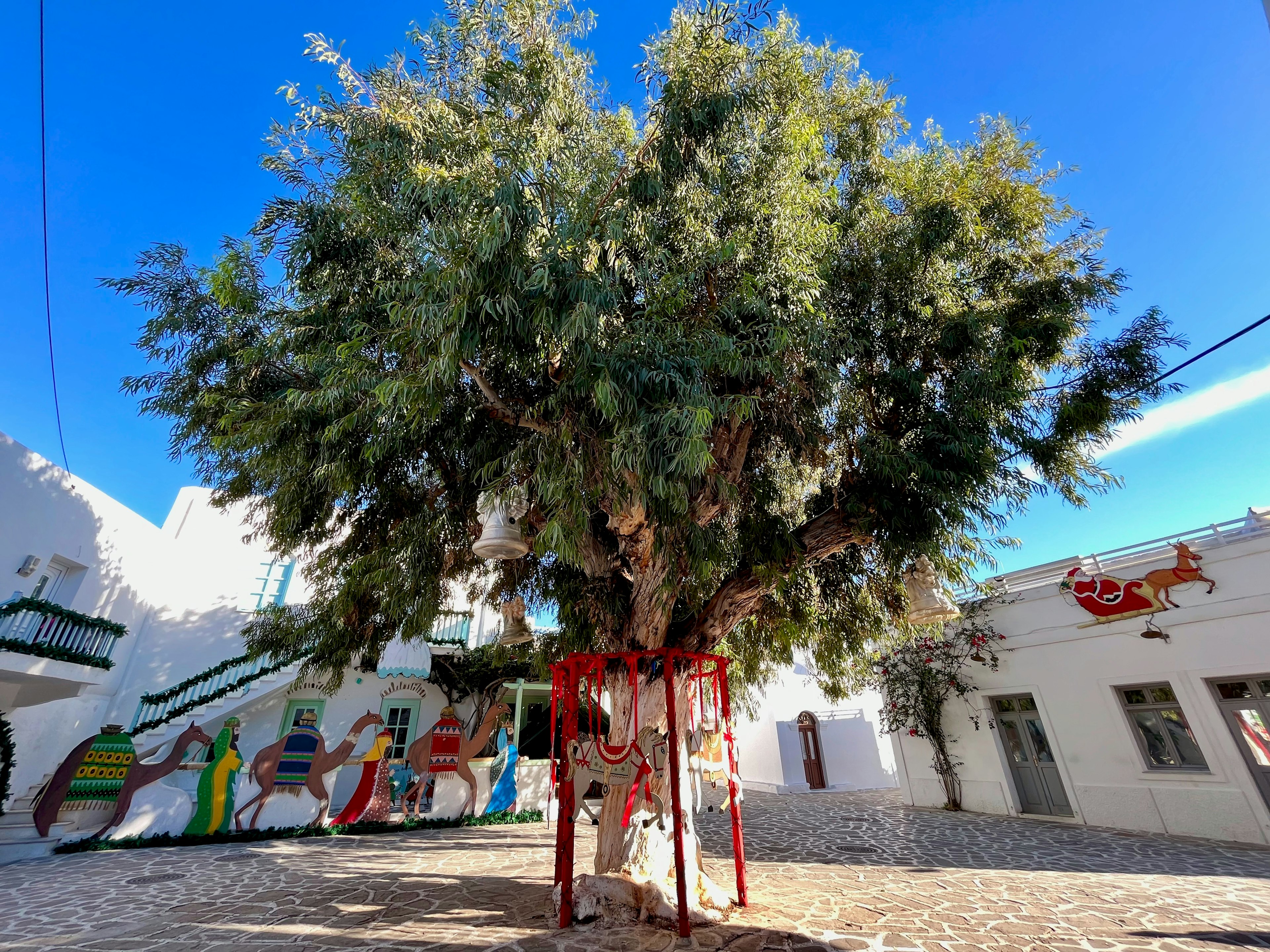 A large olive tree standing between white buildings with colorful murals