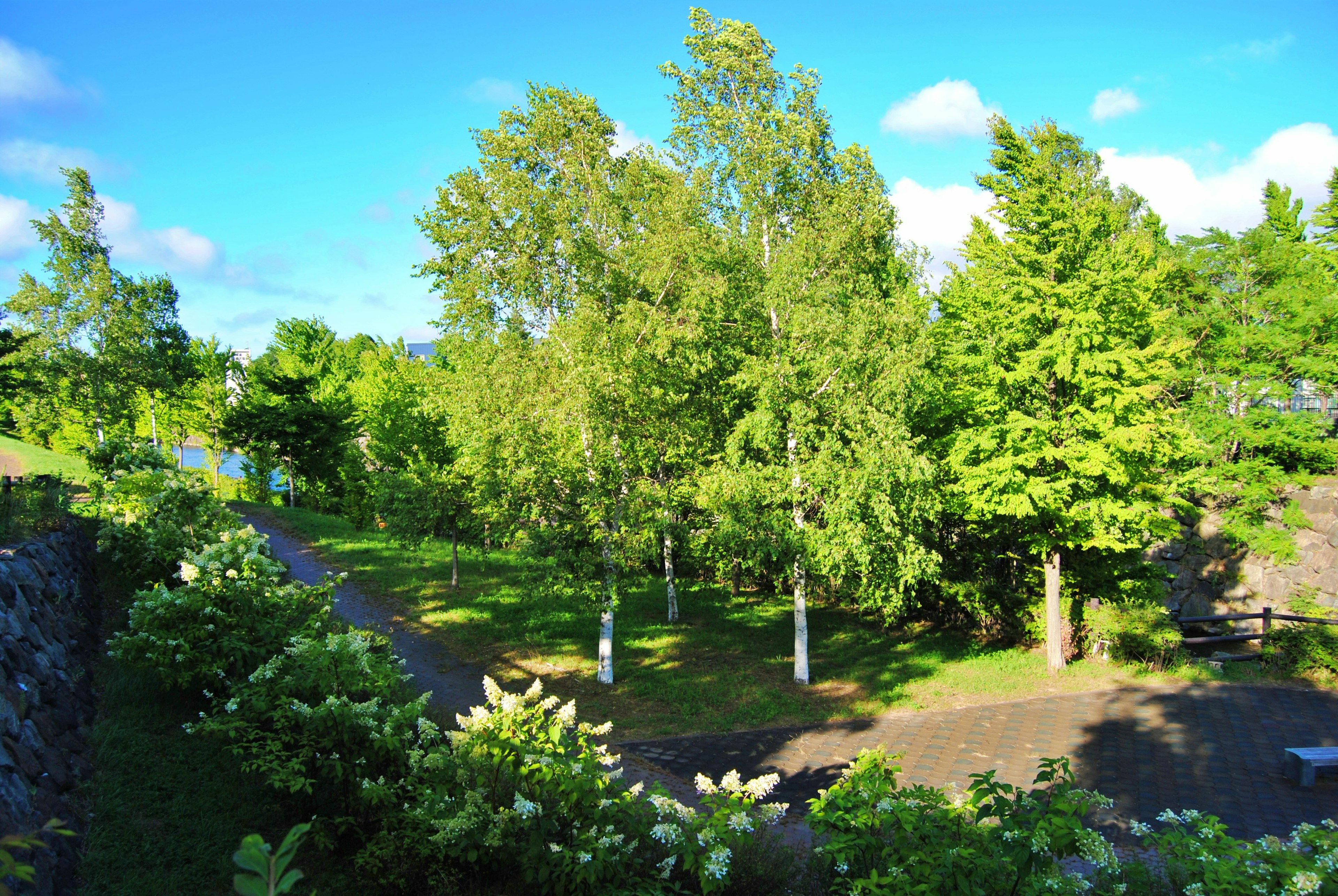 Parc verdoyant sous un ciel bleu avec des bouleaux