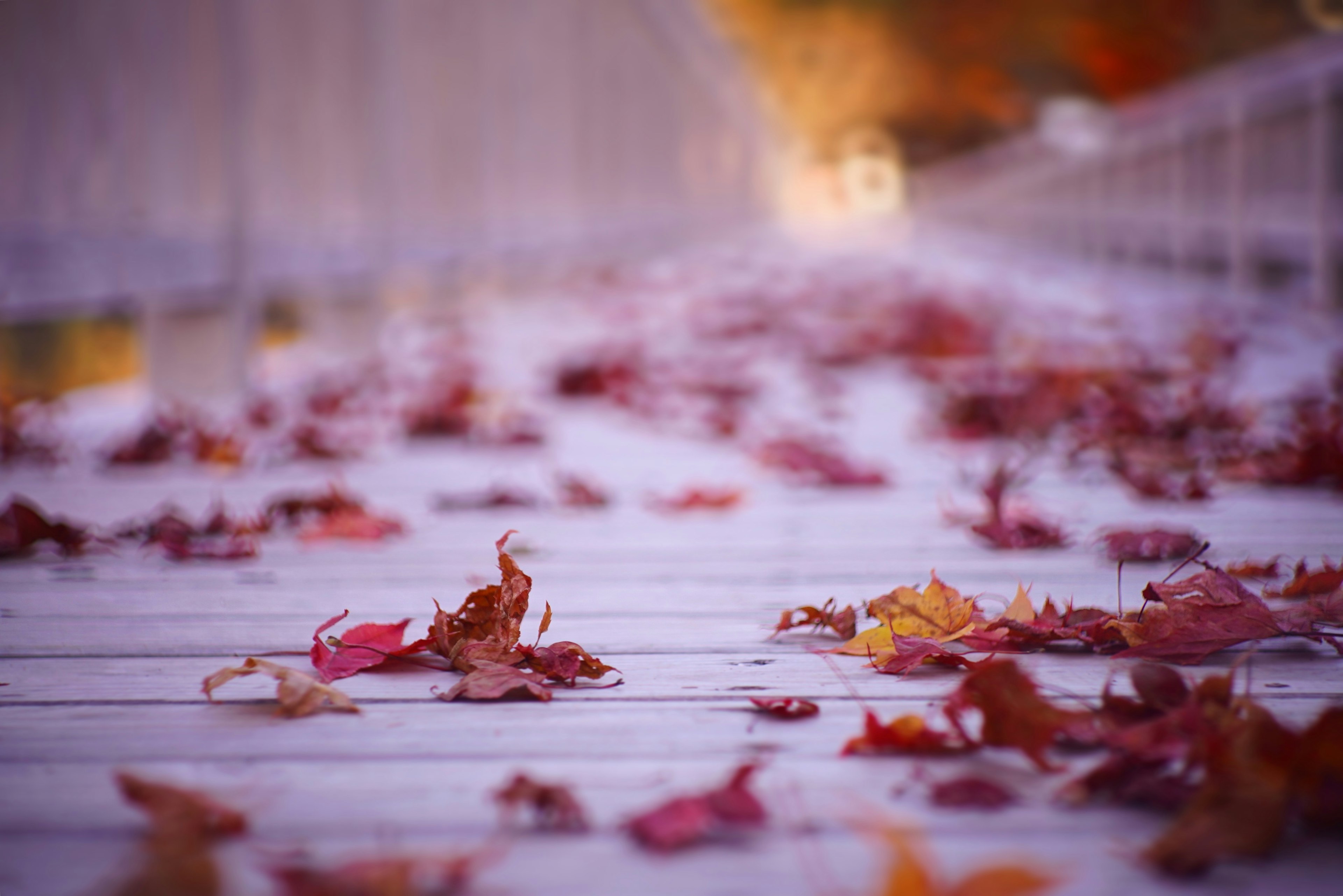 Promenade en bois recouverte de feuilles d'automne colorées