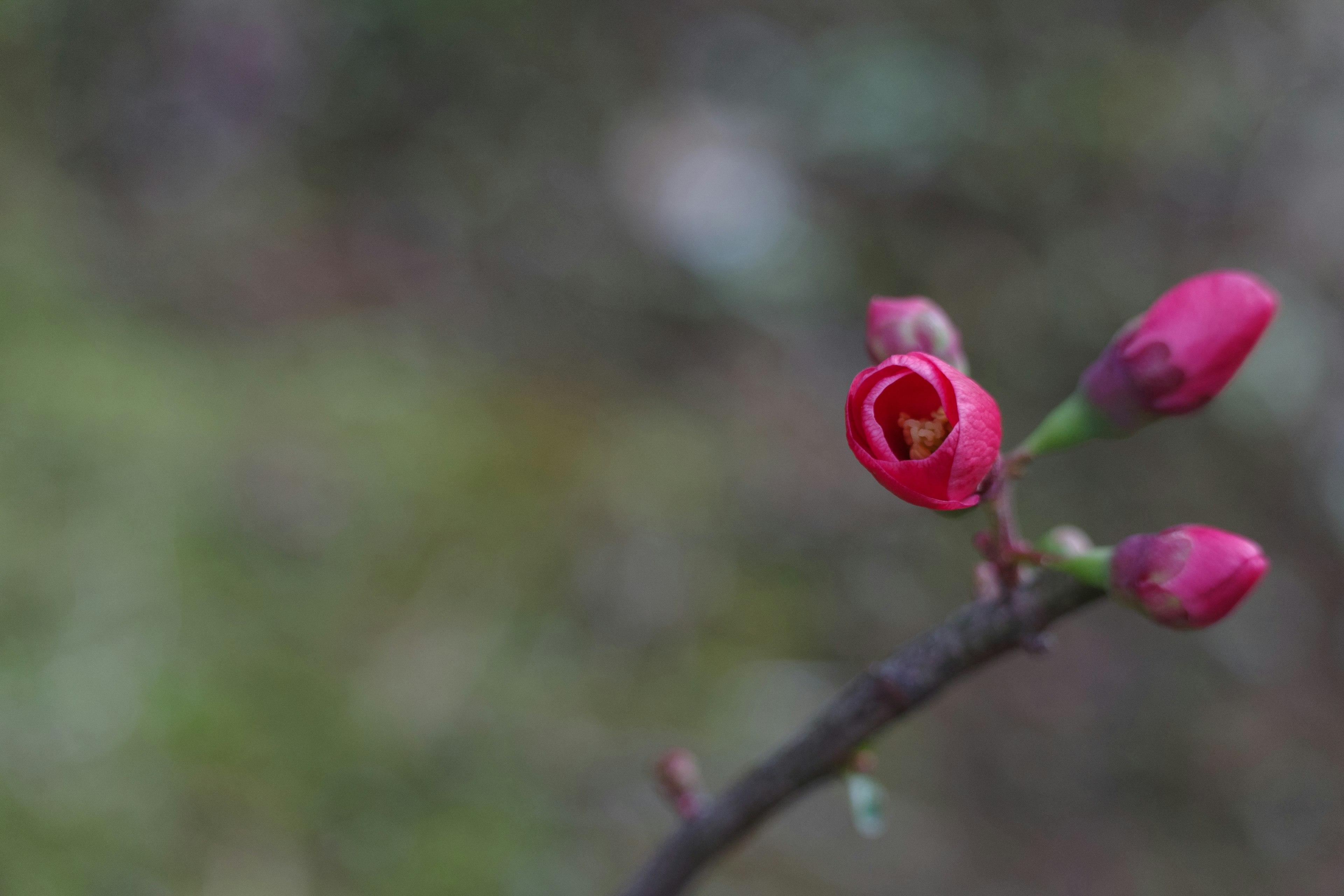 Red buds blooming on a branch in spring