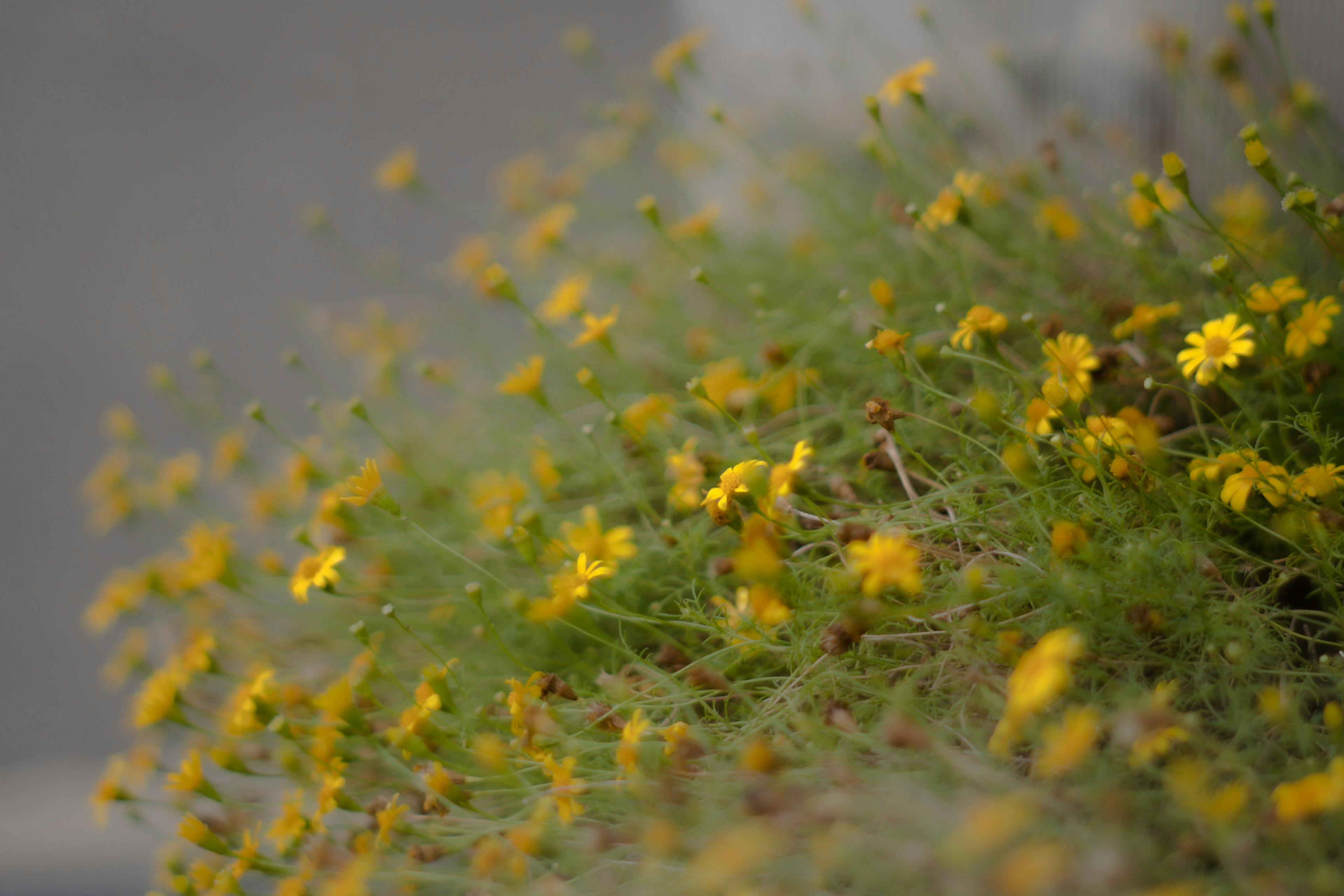 Gros plan d'une plante verte avec des fleurs jaunes en fleurs