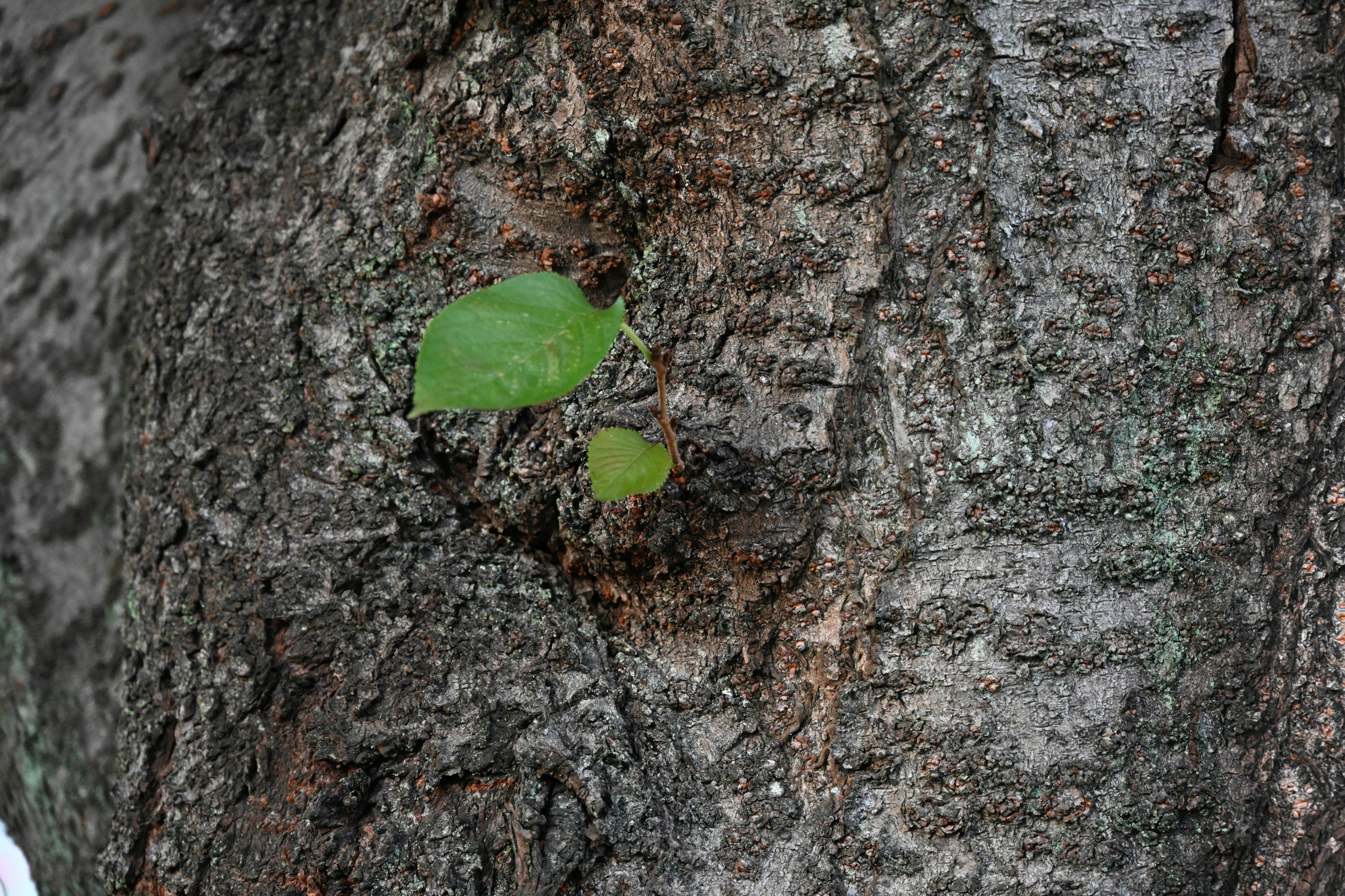 Hojas verdes creciendo en un tronco de árbol