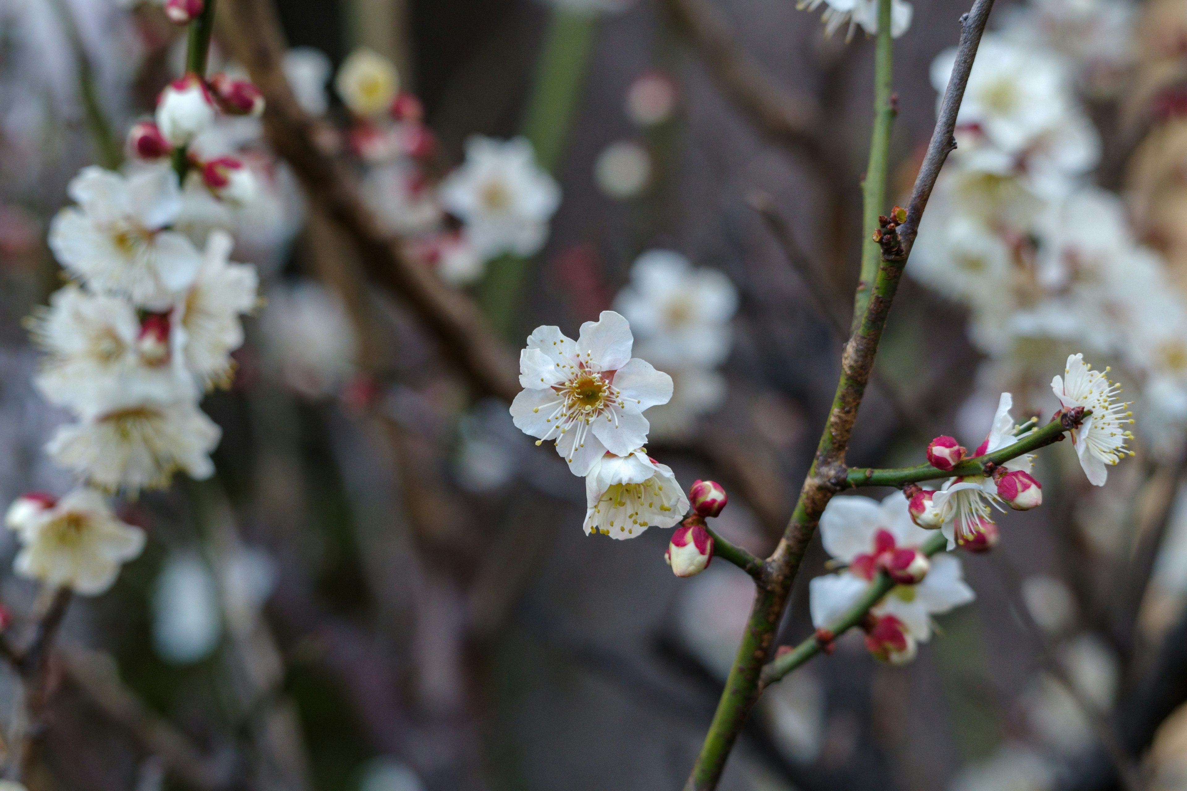 Rami di un pruno con fiori bianchi e gemme rosse