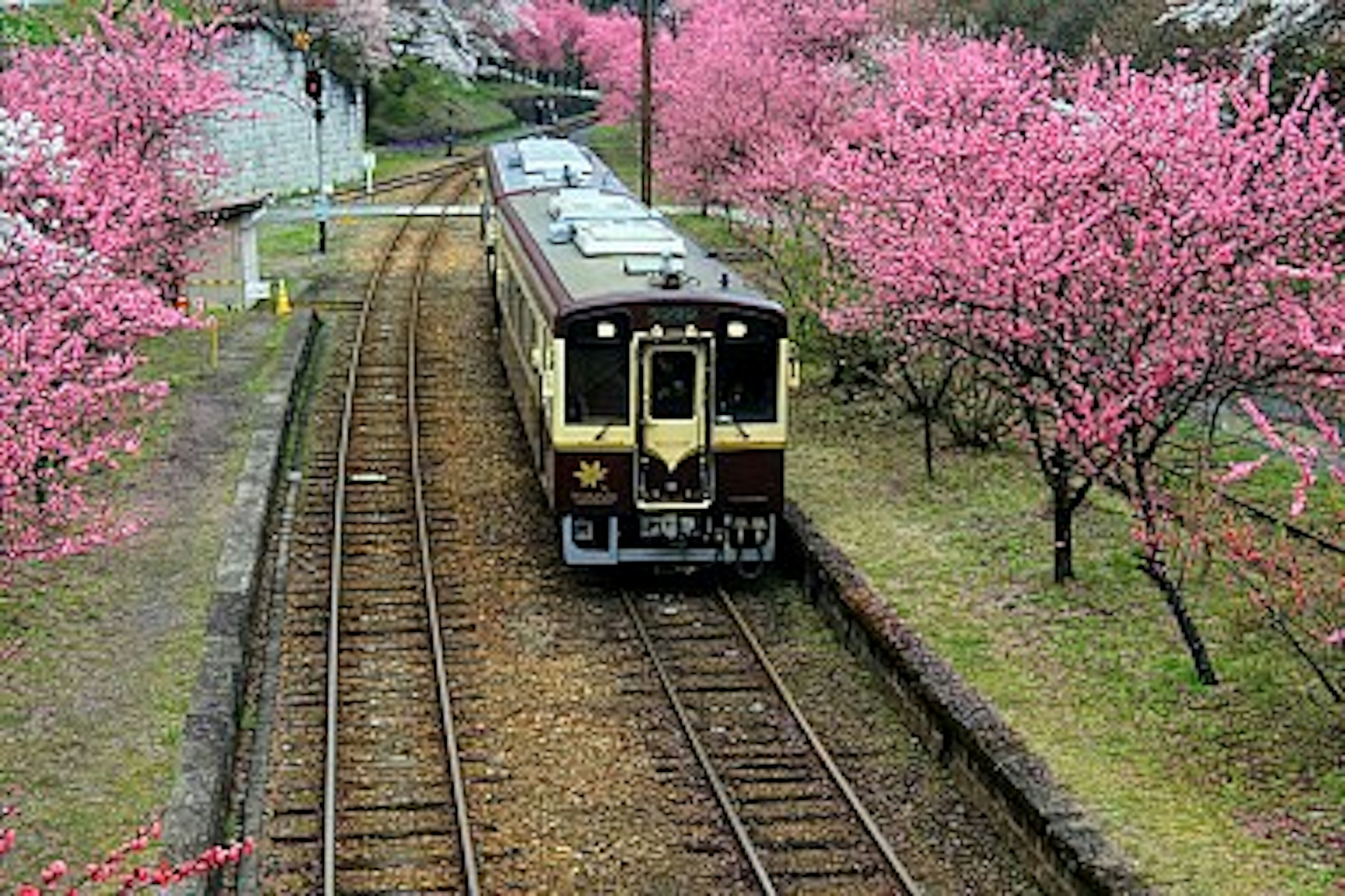 Treno circondato da alberi di ciliegio