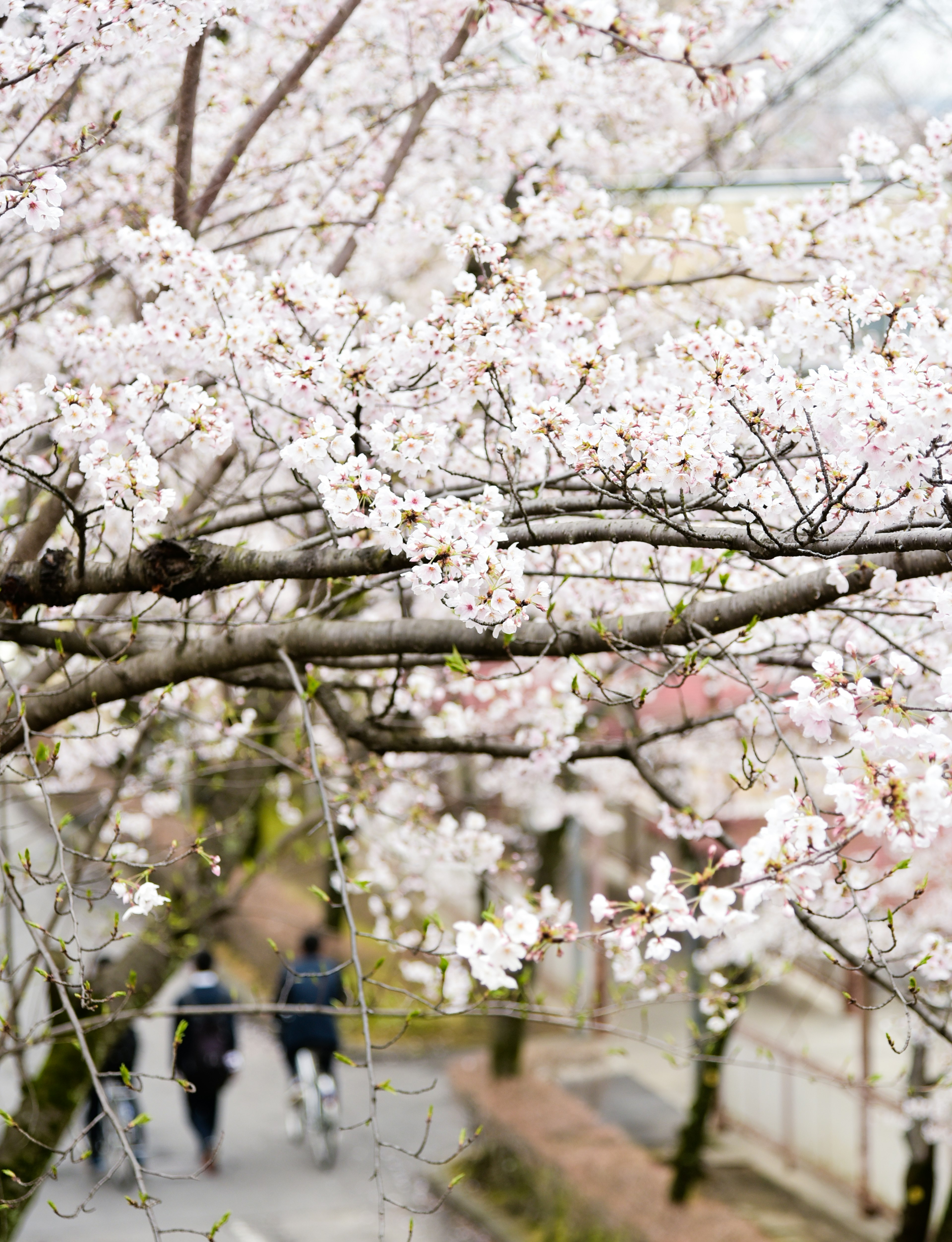 Cherry blossom branches with people walking on a path