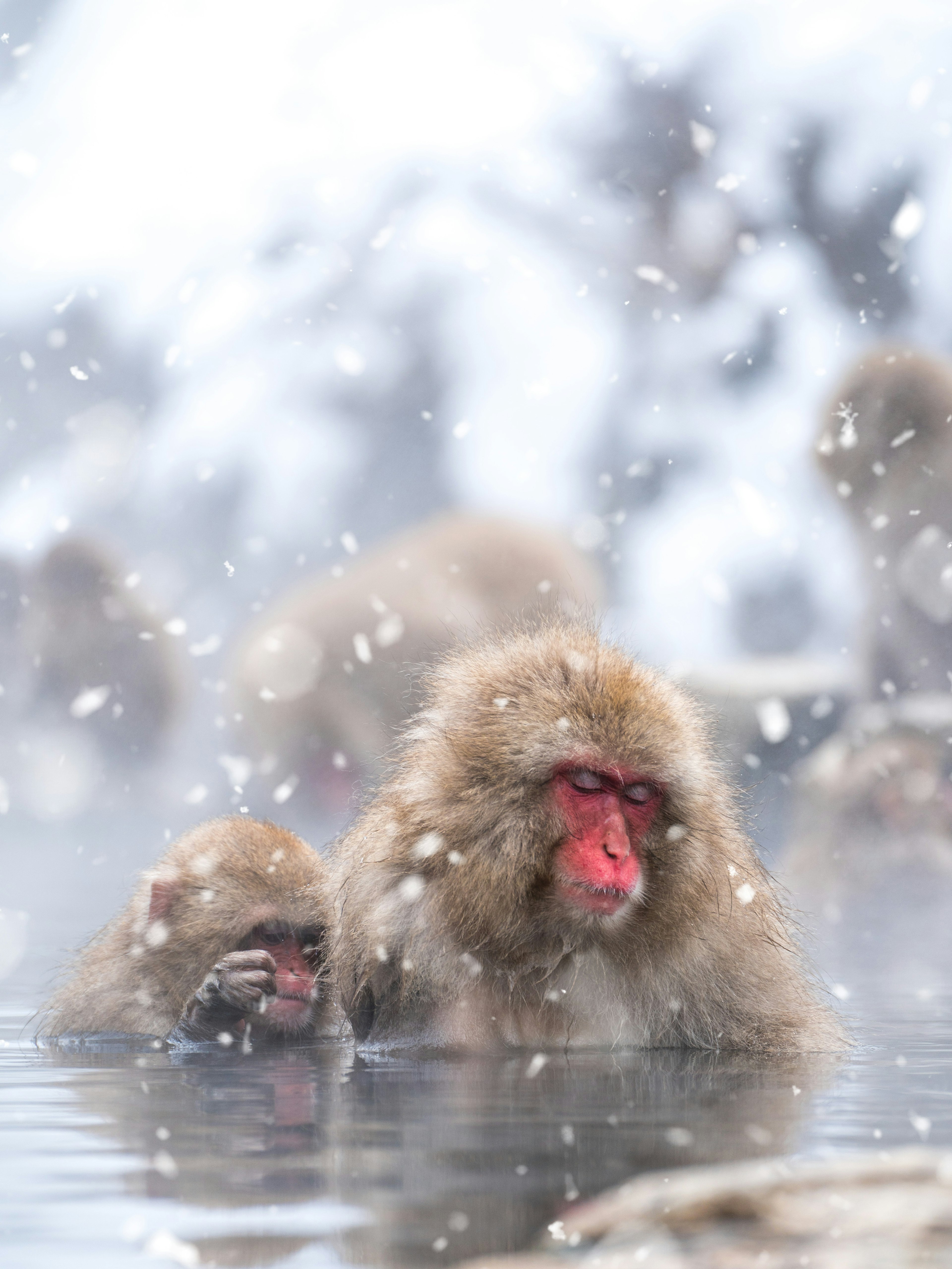 Una madre e un cucciolo di scimmia in una sorgente termale sotto la neve