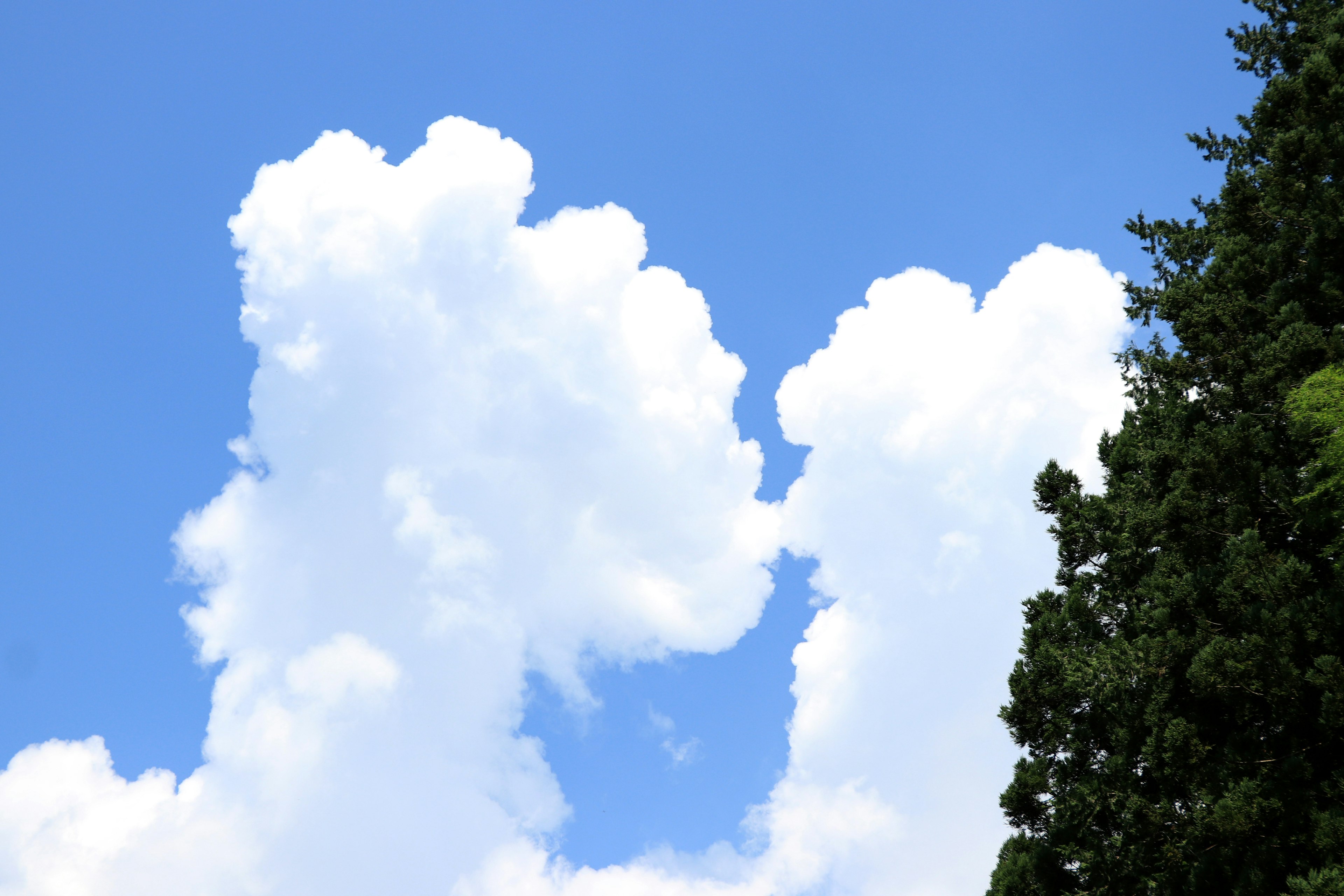 Nuages blancs duveteux dans un ciel bleu avec des arbres verts