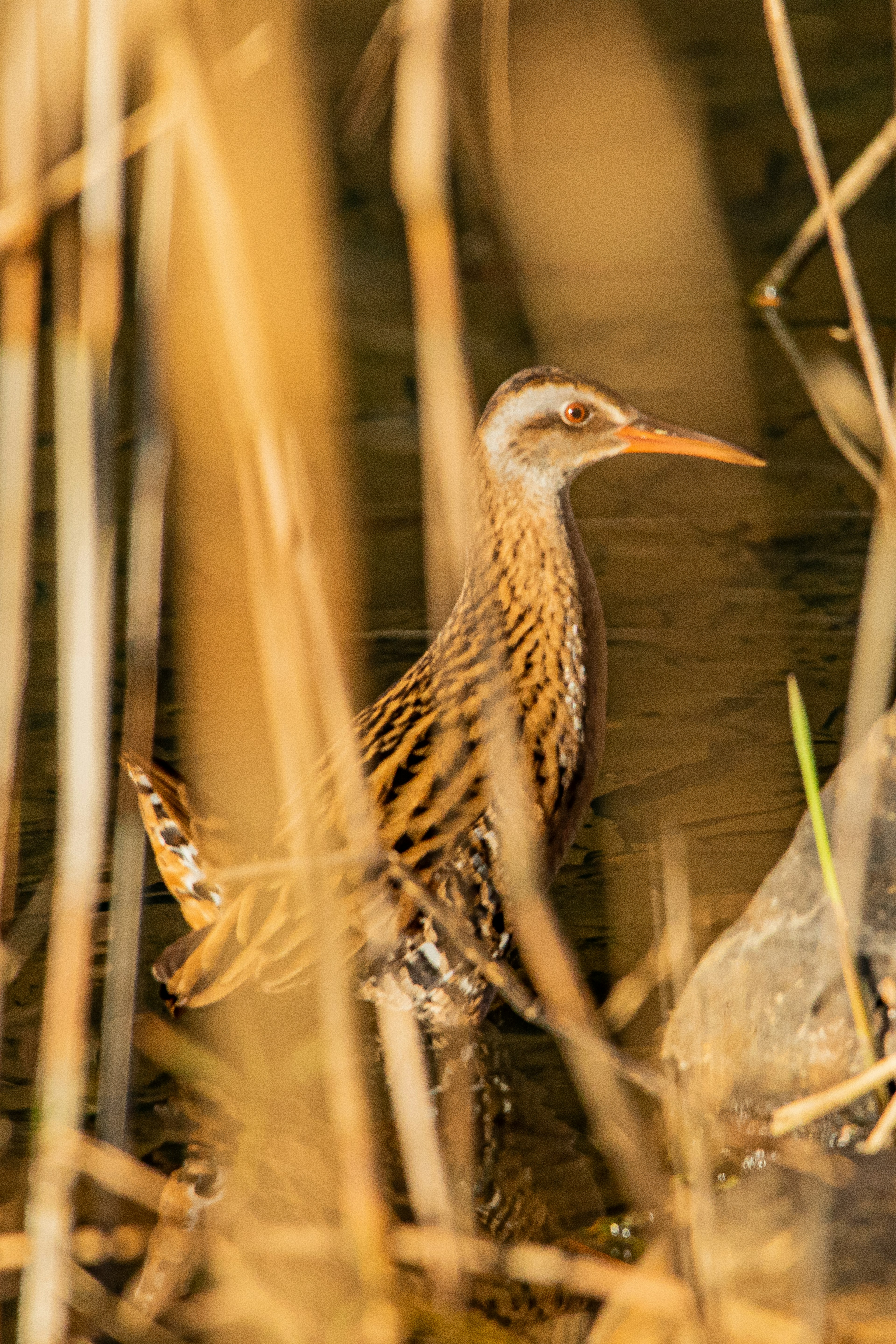 A Virginia rail bird standing near water surrounded by dry reeds