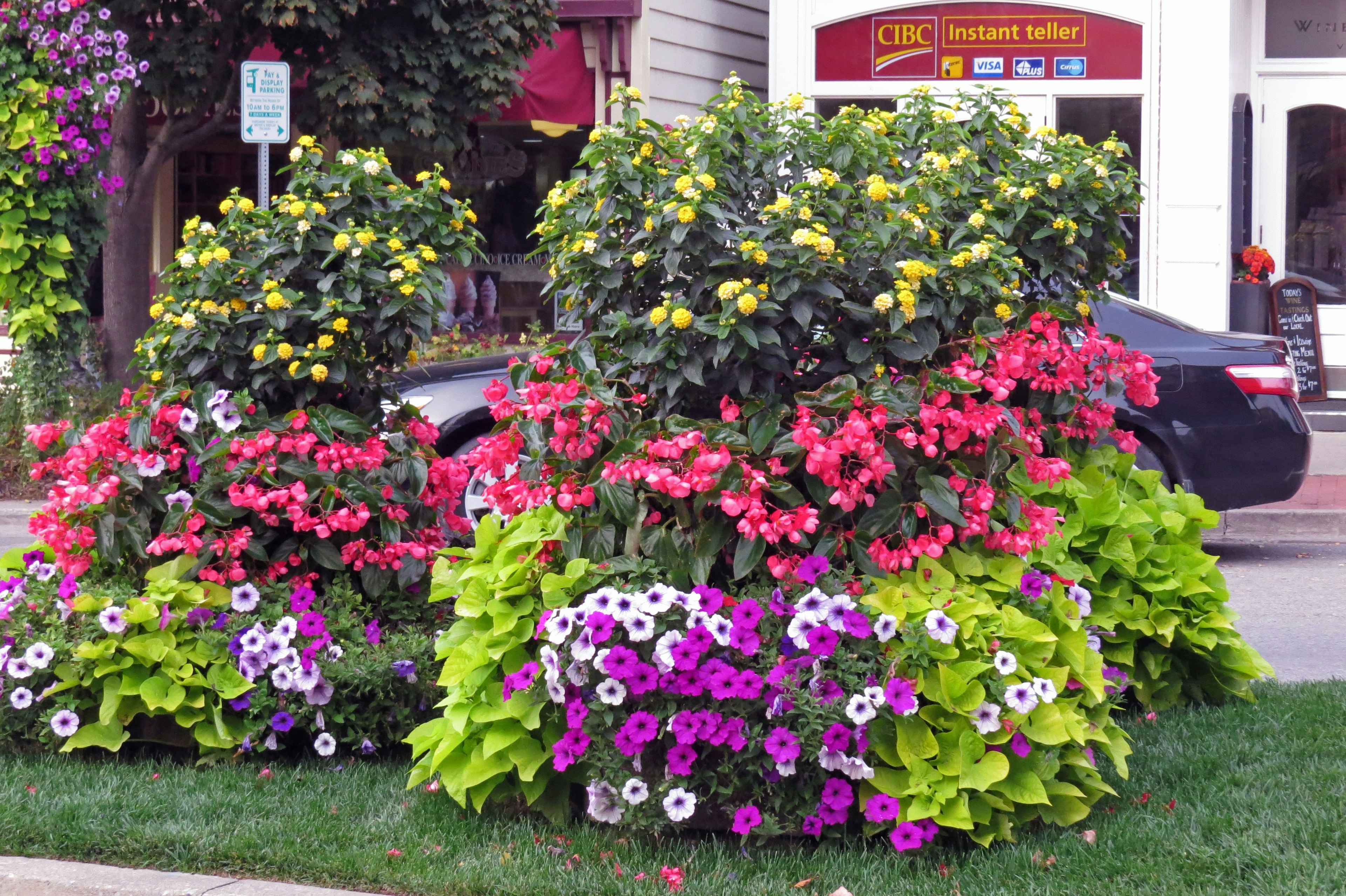 Jardín de flores vibrante con flores amarillas y rojas rodeadas de hojas verdes exuberantes