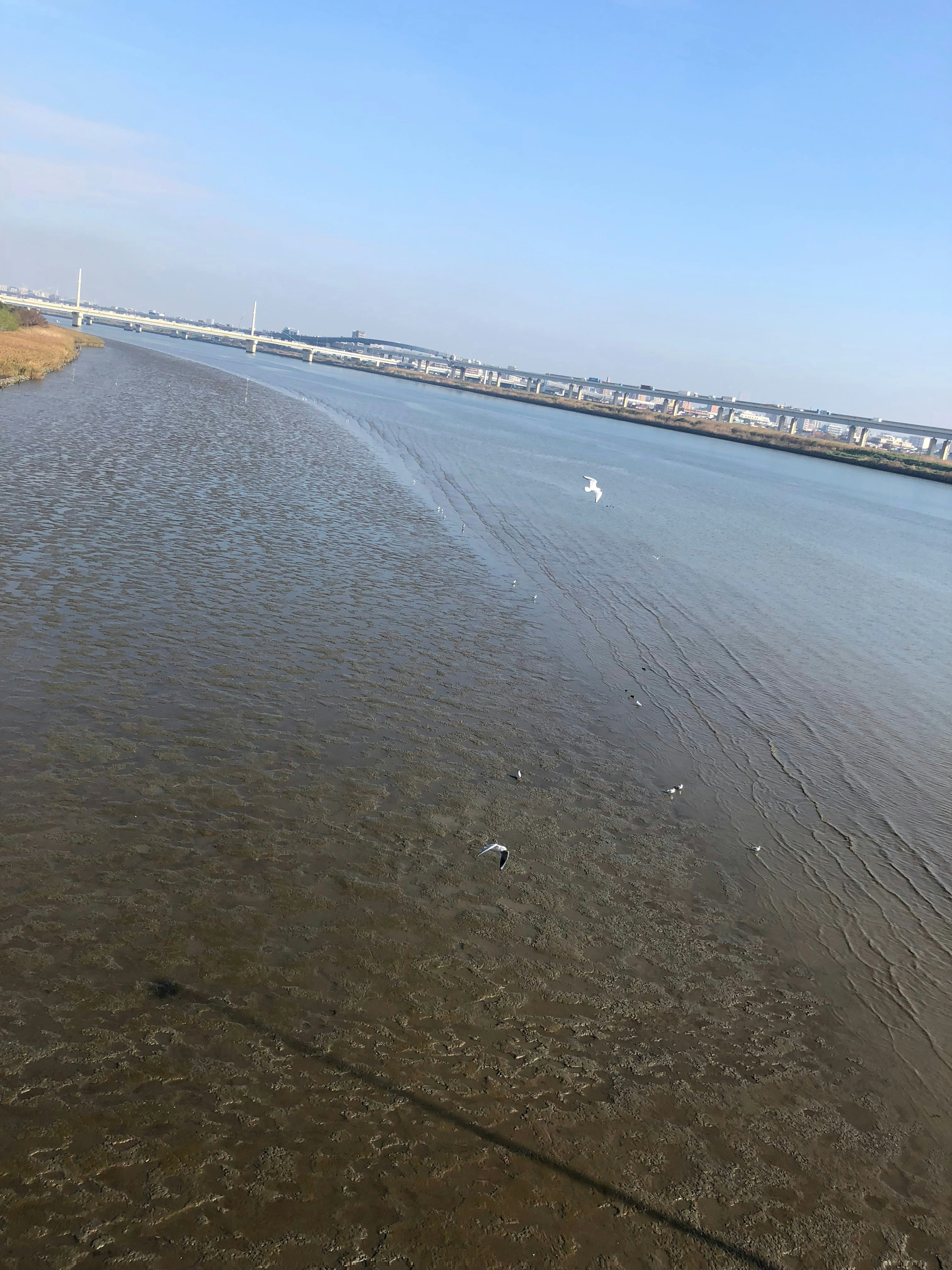 Escena de río tranquila con cielo azul puente y paisaje urbano distante