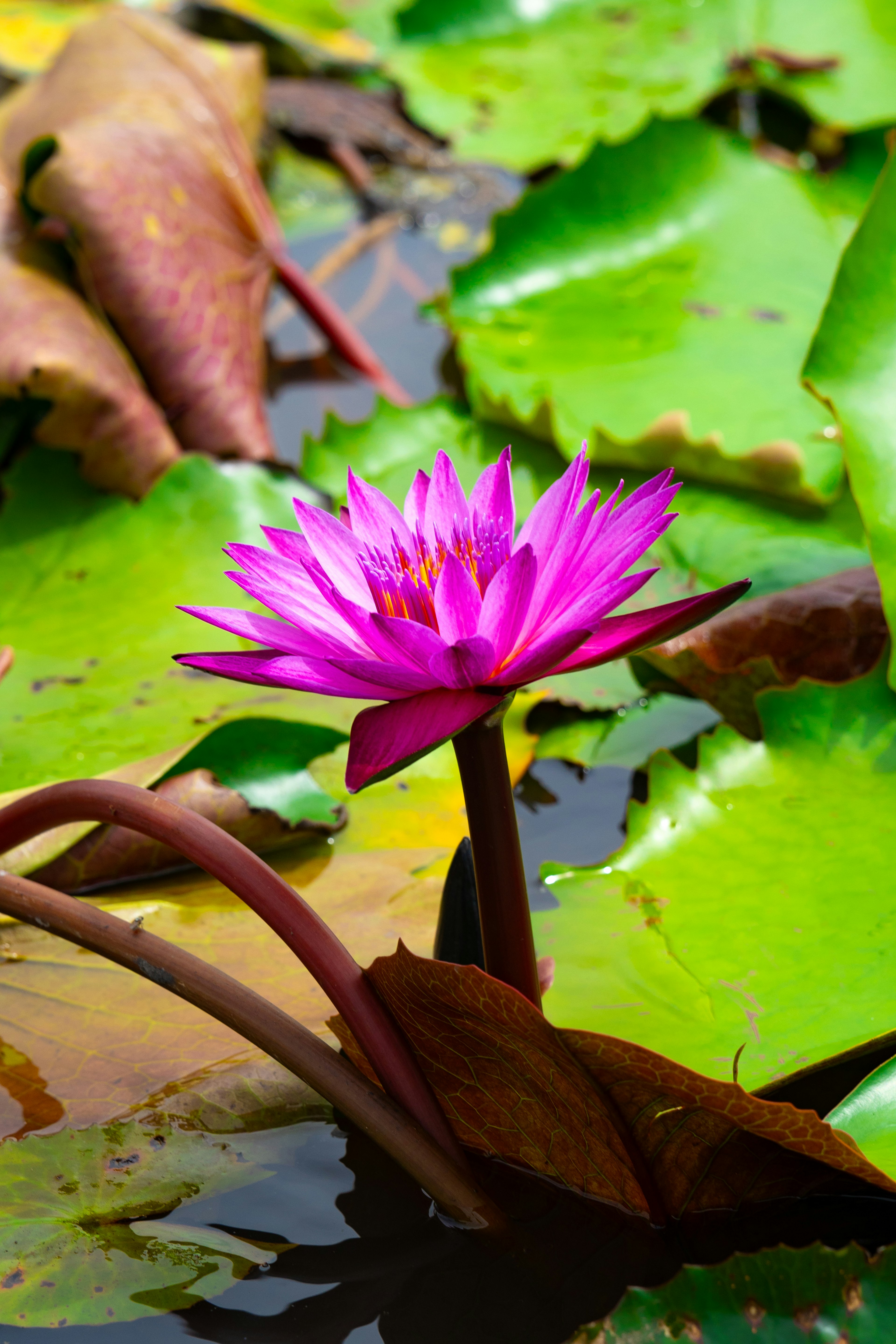 Teratai pink cerah mengapung di permukaan dengan daun hijau