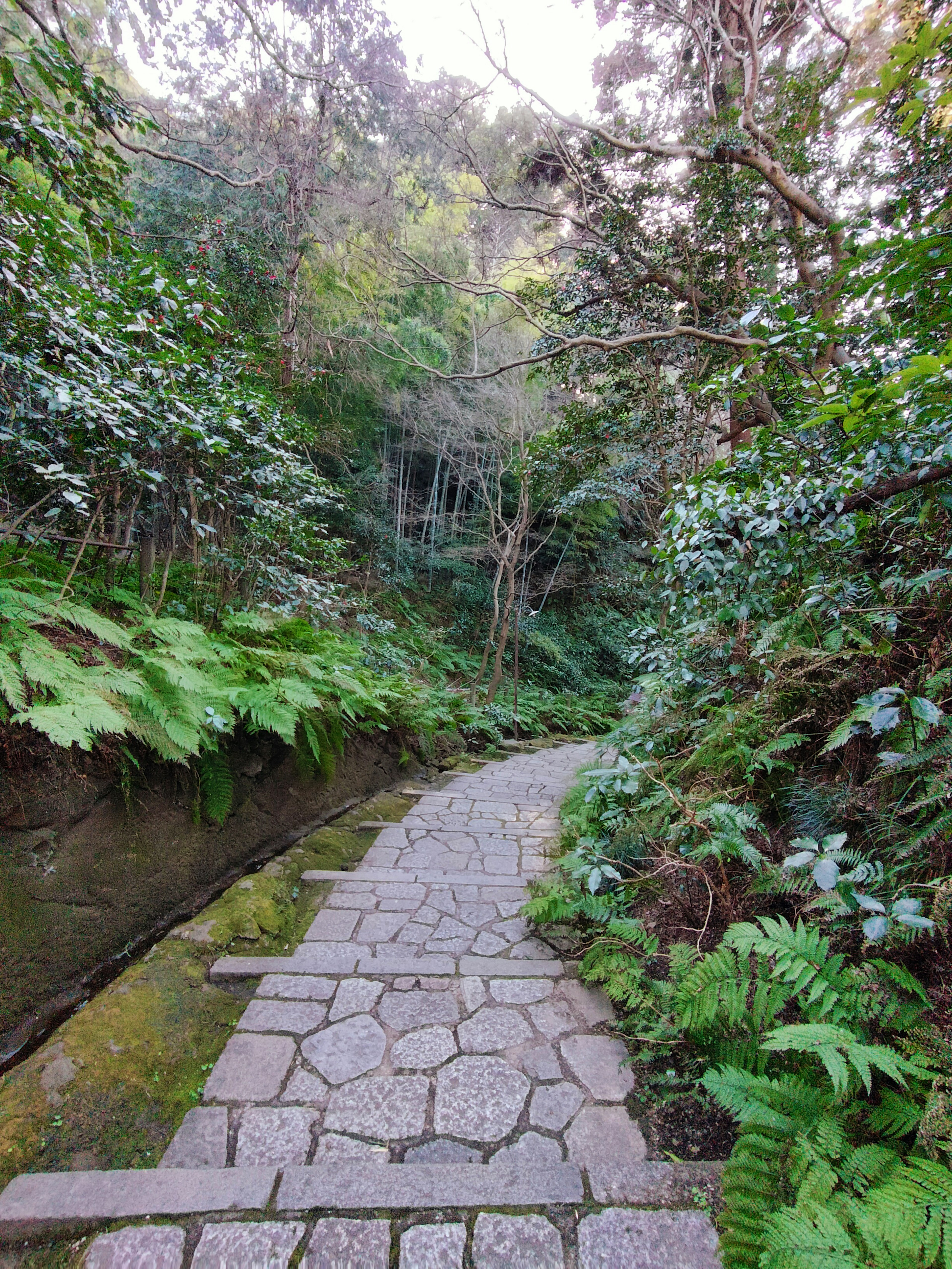 Stone path winding through lush green forest