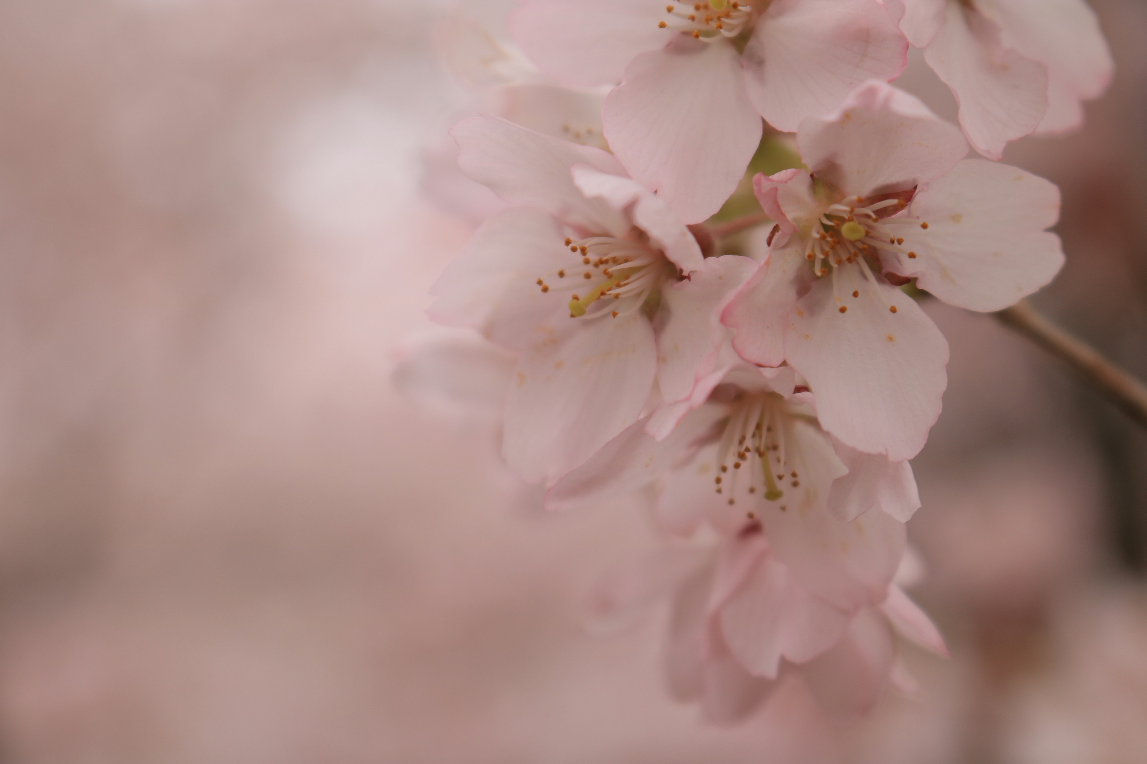 淡いピンクの桜の花が咲いている様子