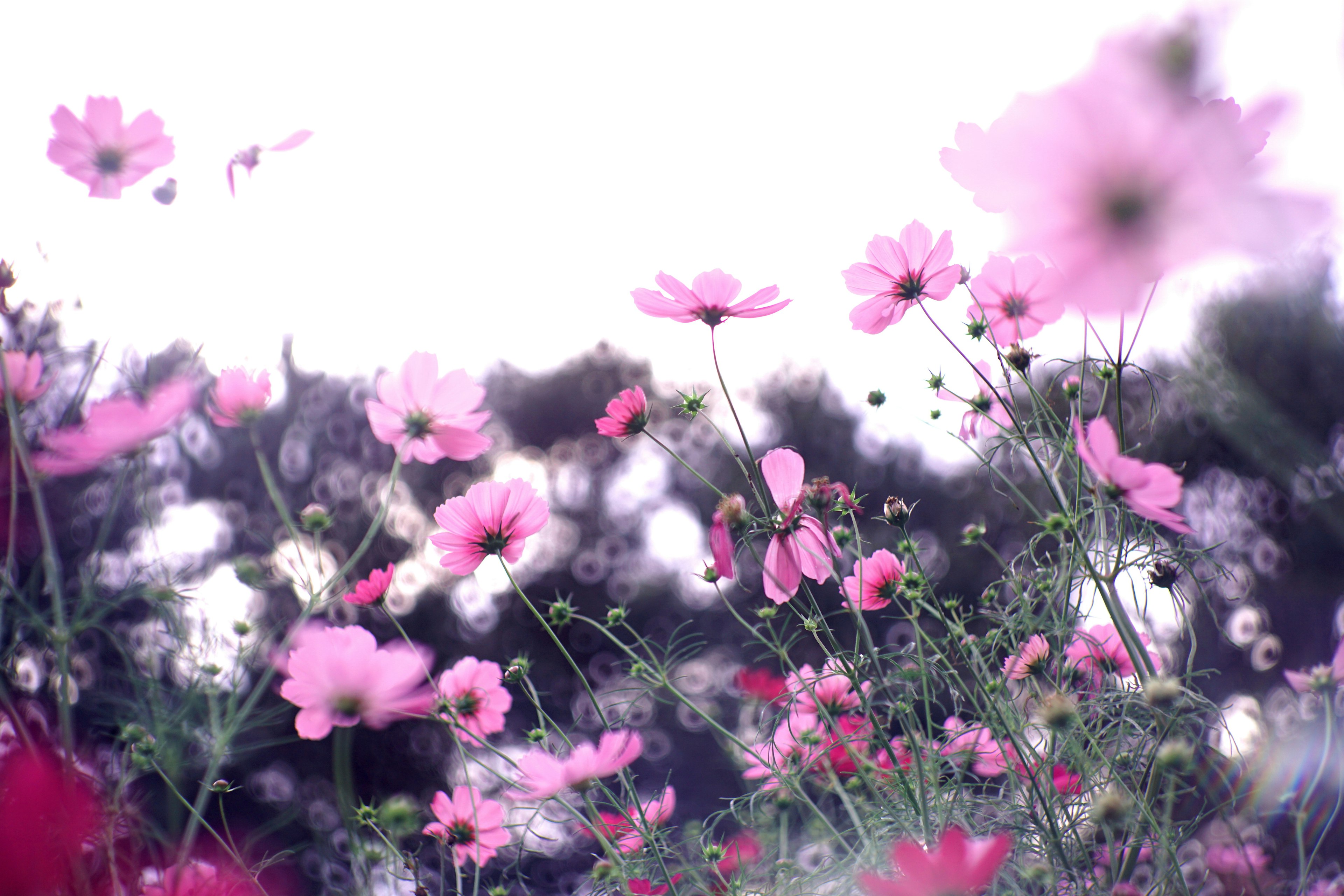 Un hermoso campo de flores de cosmos rosas en flor