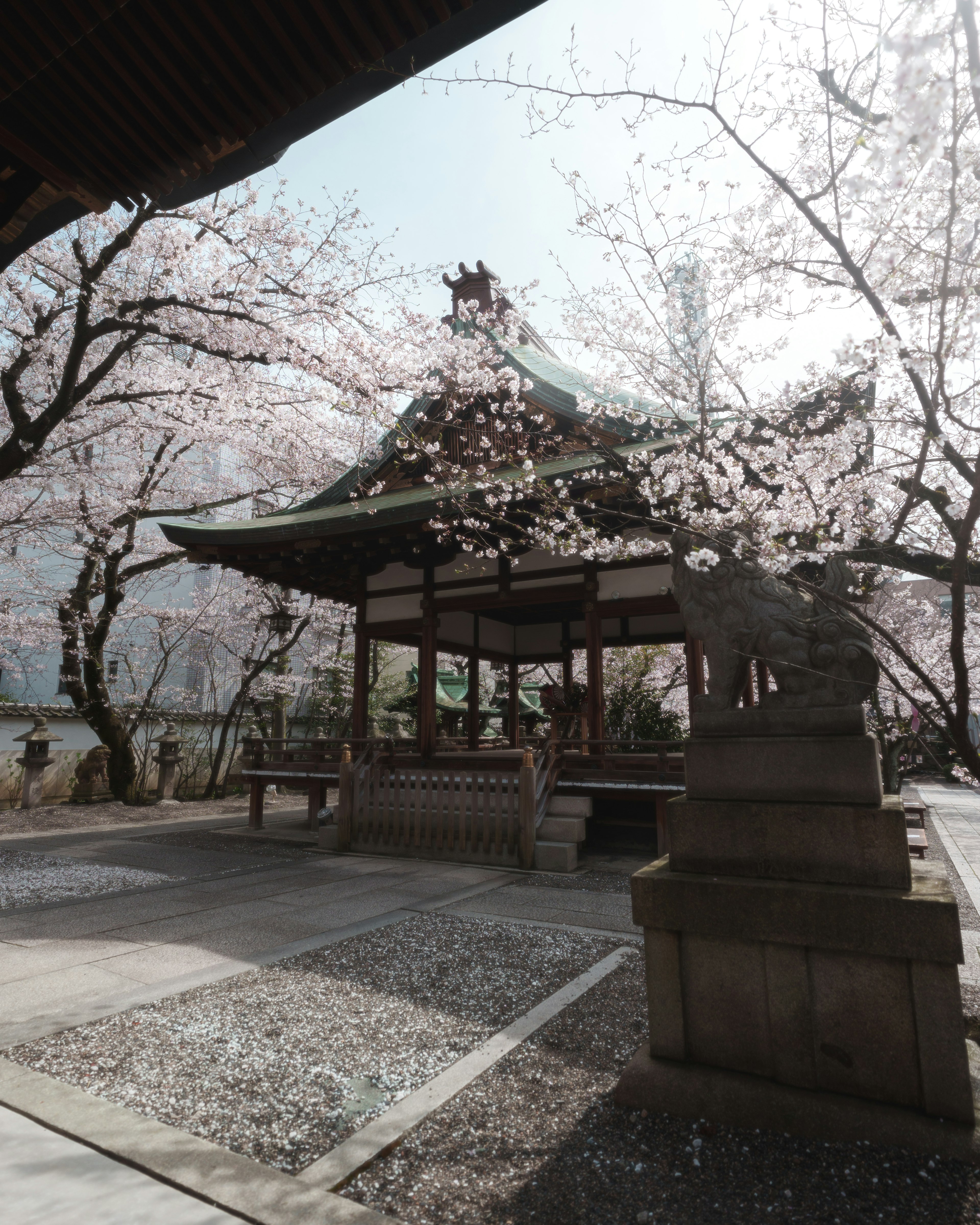 Un temple serein entouré de cerisiers en fleurs