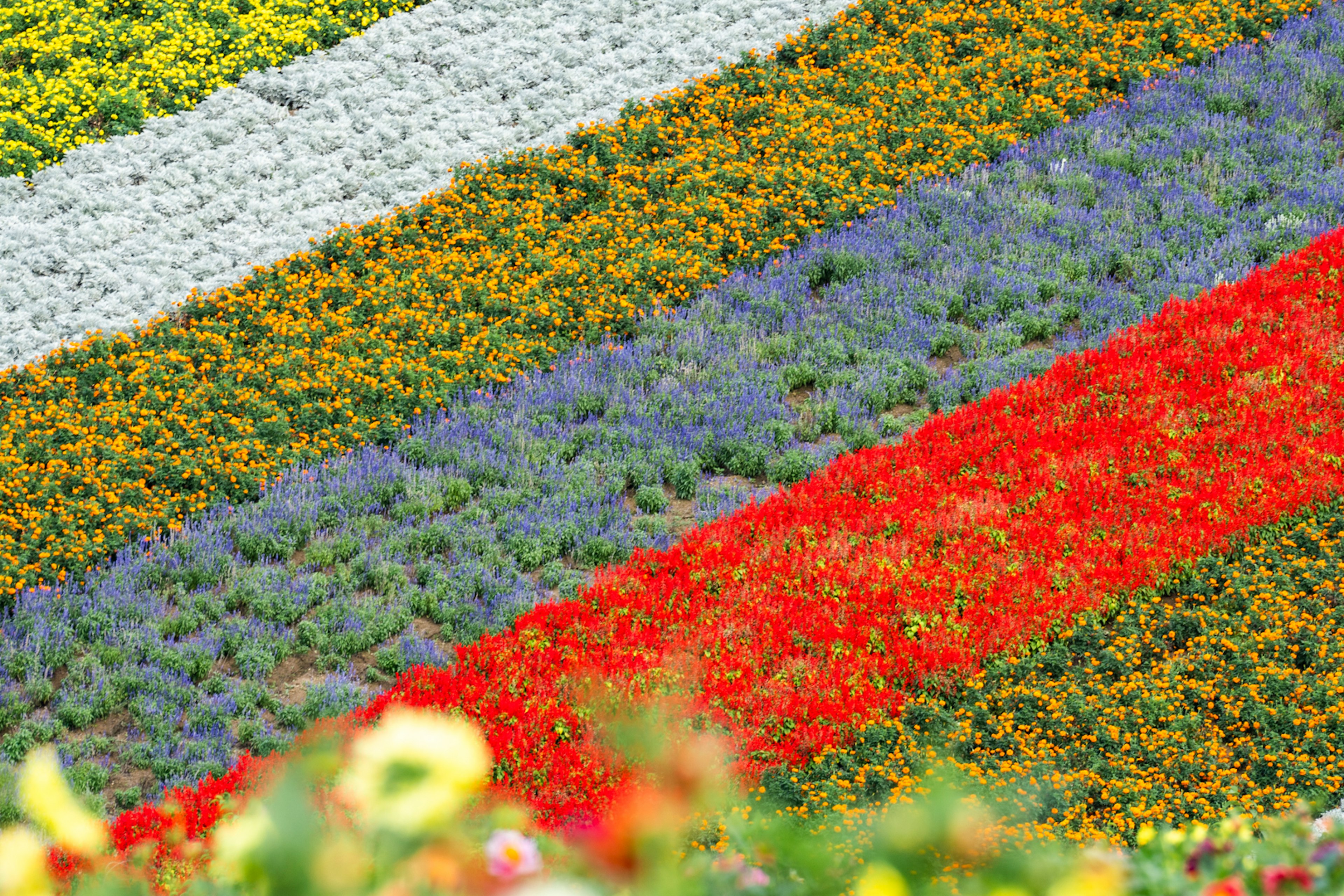 Aerial view of a vibrant flower field with colorful rows of flowers