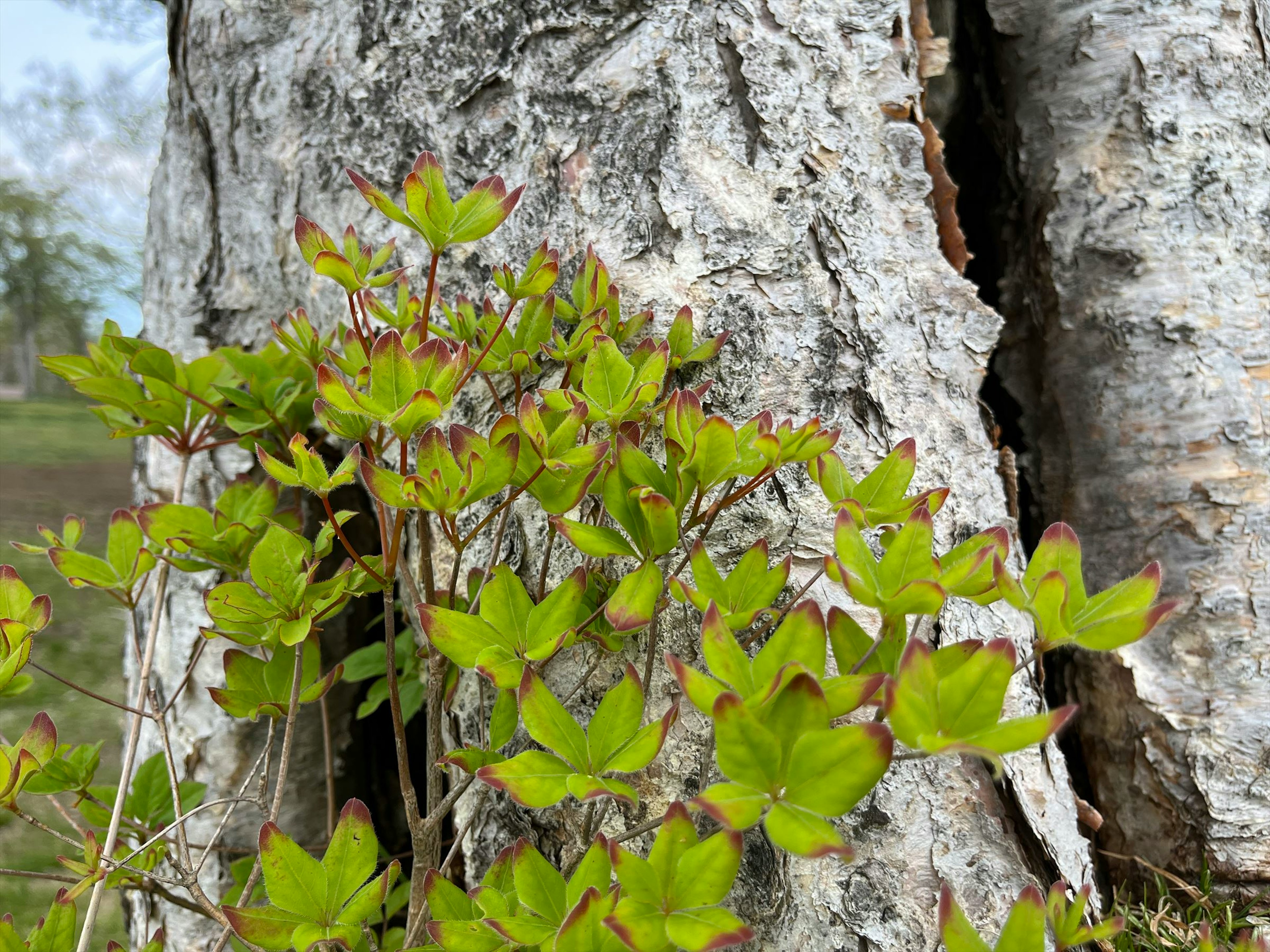 樹皮の近くに生える緑の葉の植物