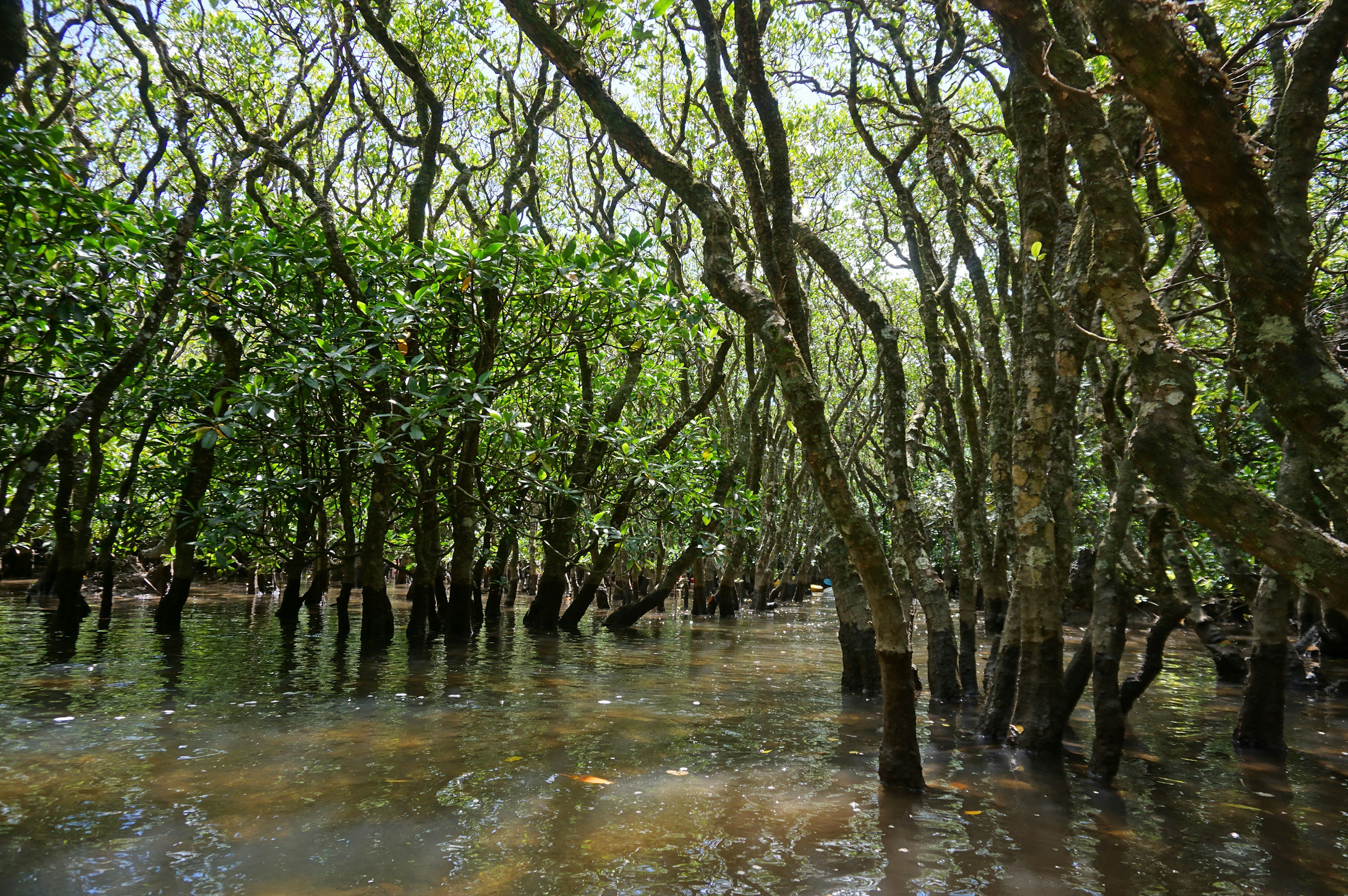 Mangrove forest partially submerged in water with lush green foliage