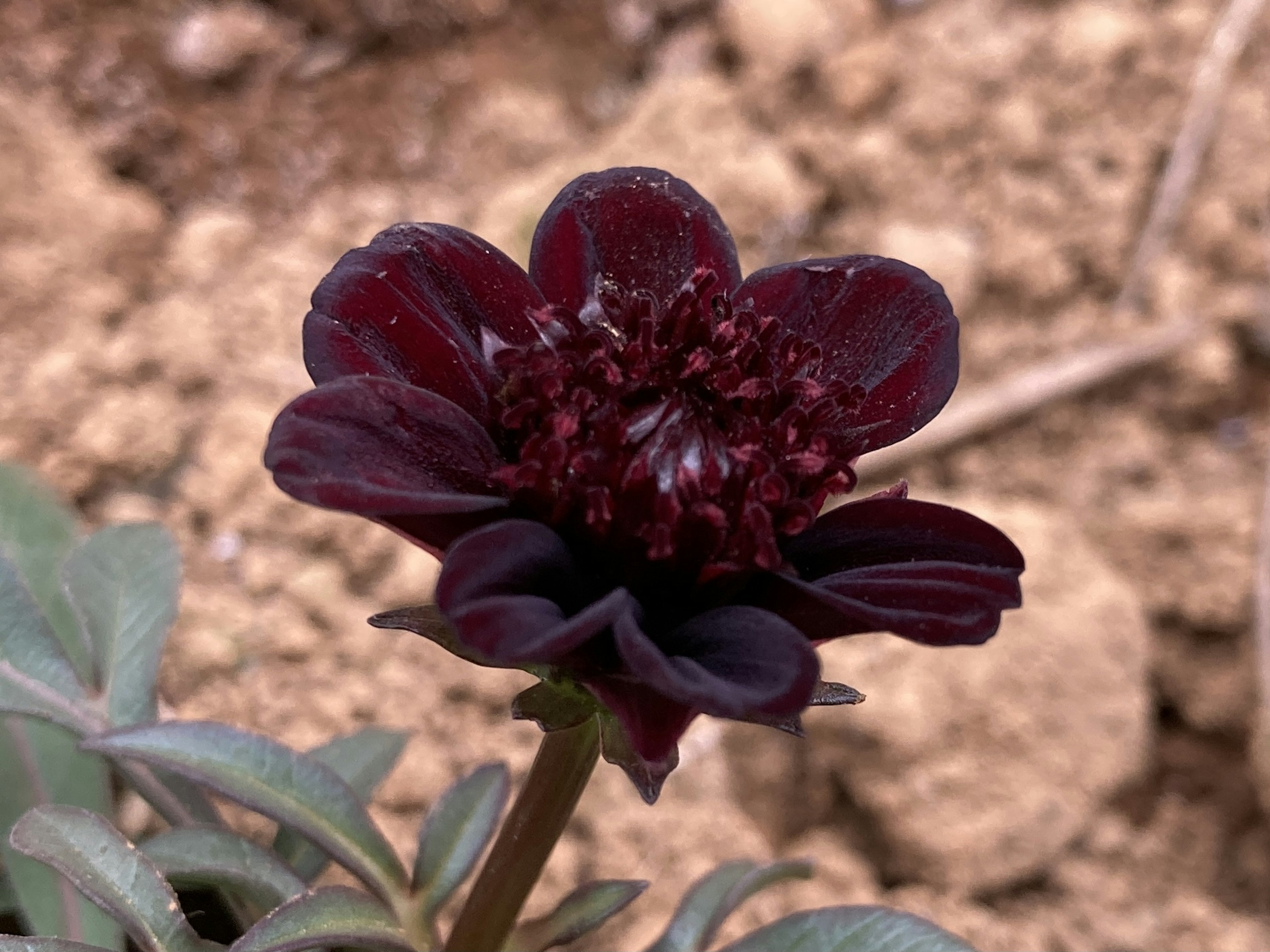 深い紫色の花が土の上に咲いている