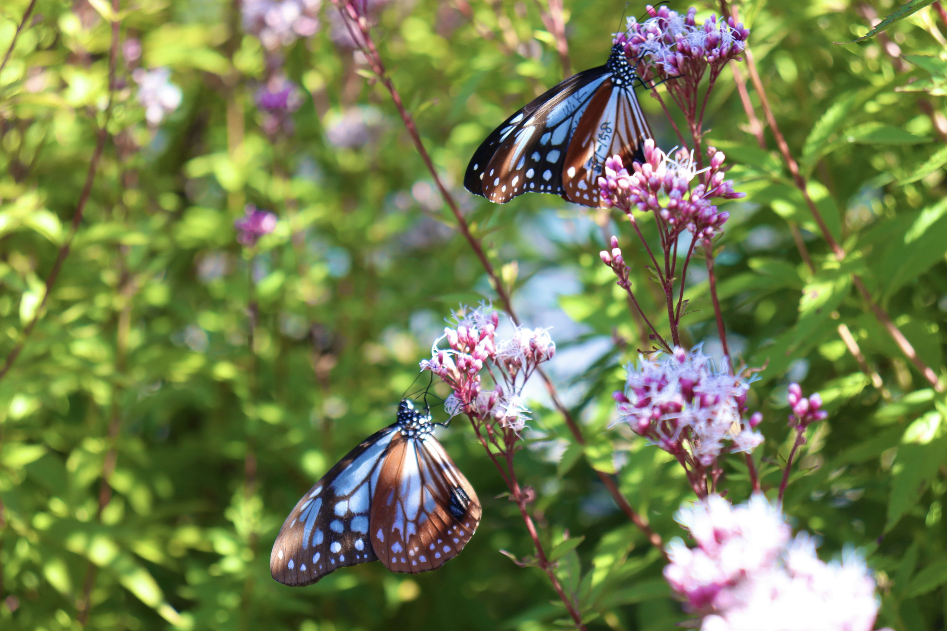 Pair of blue butterflies resting on purple flowers