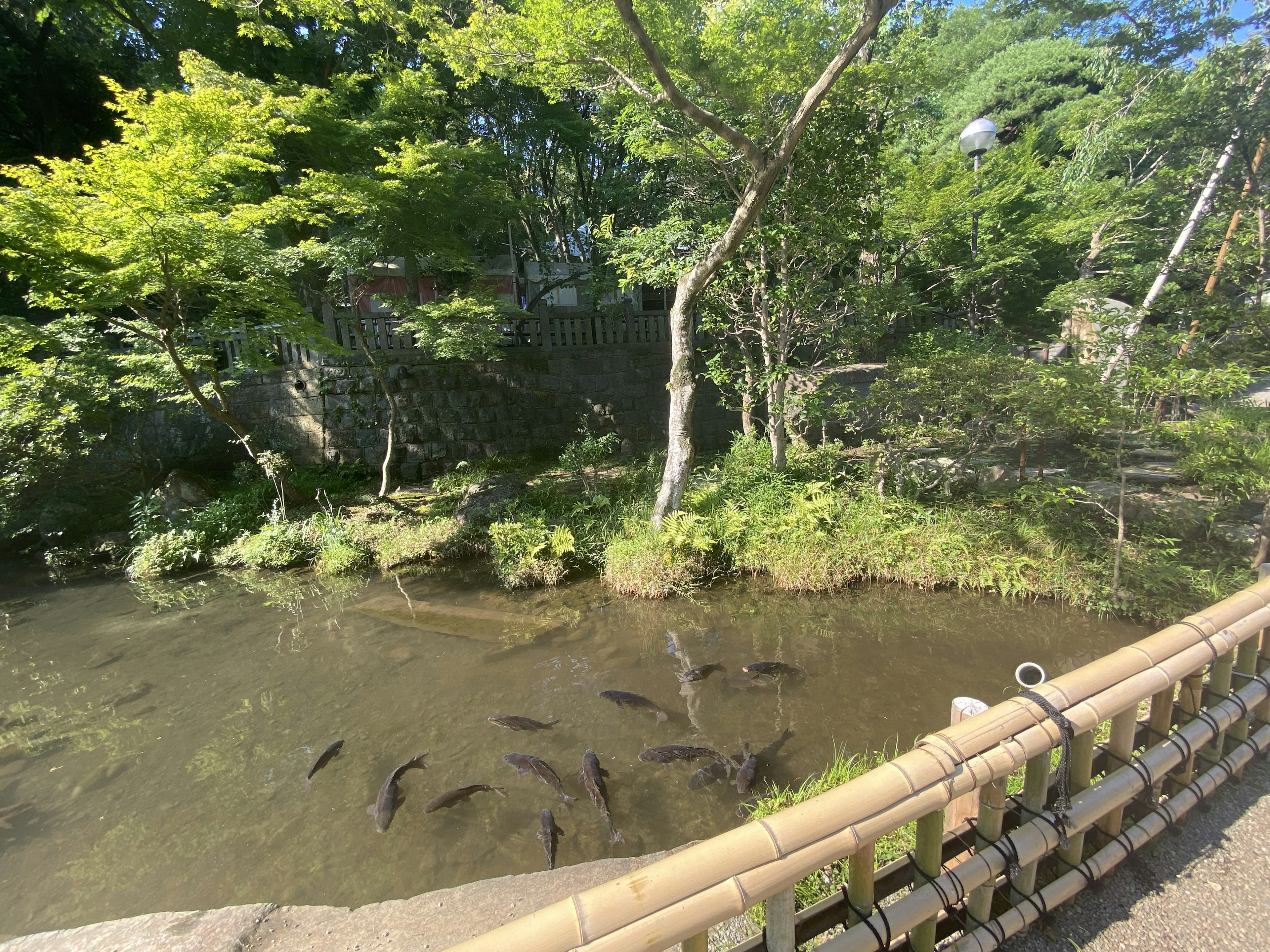 Fische schwimmen in einem üppigen Gartenweiher, umgeben von Bäumen