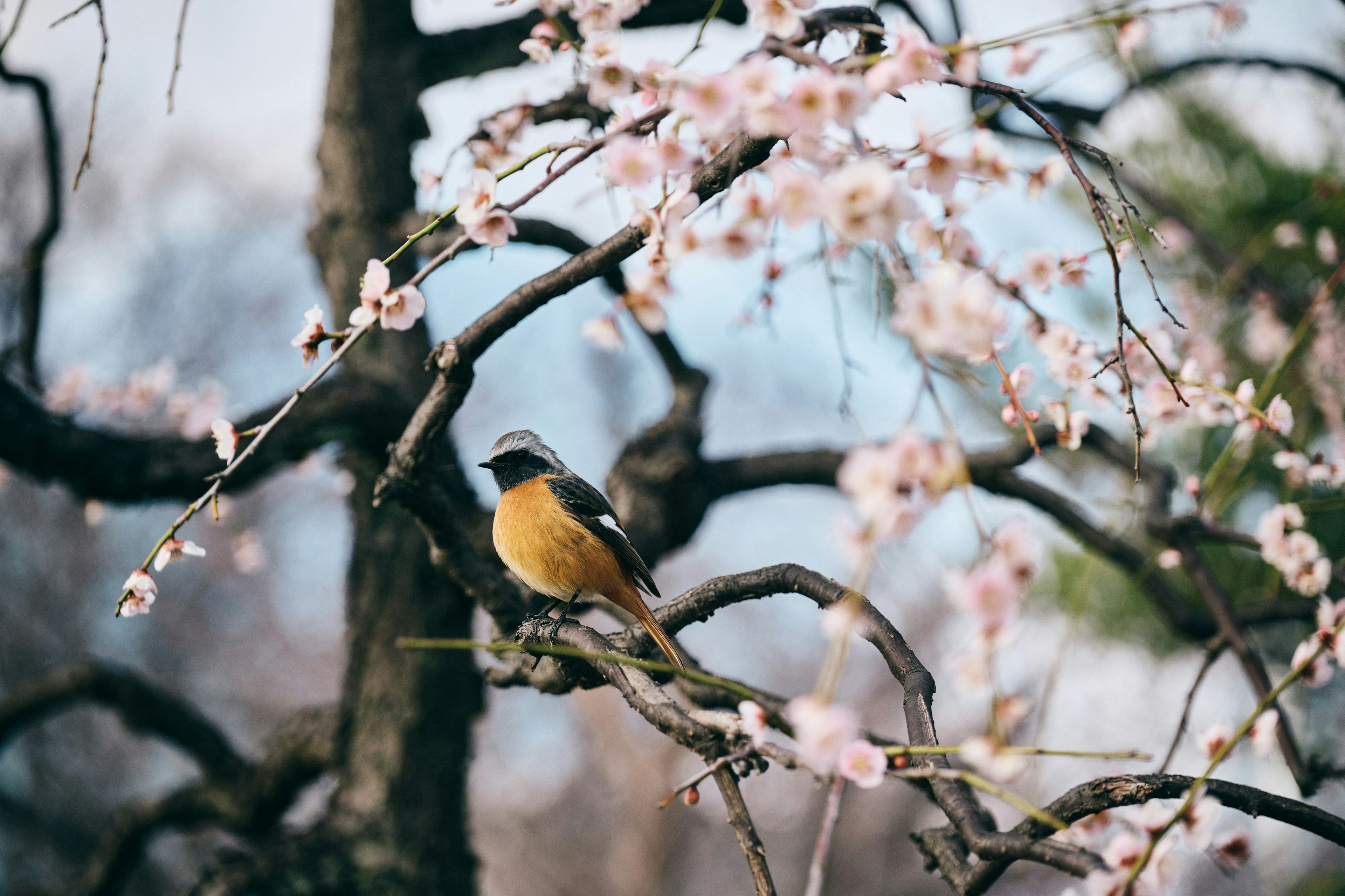 桜の花の近くに止まっているオレンジ色の鳥