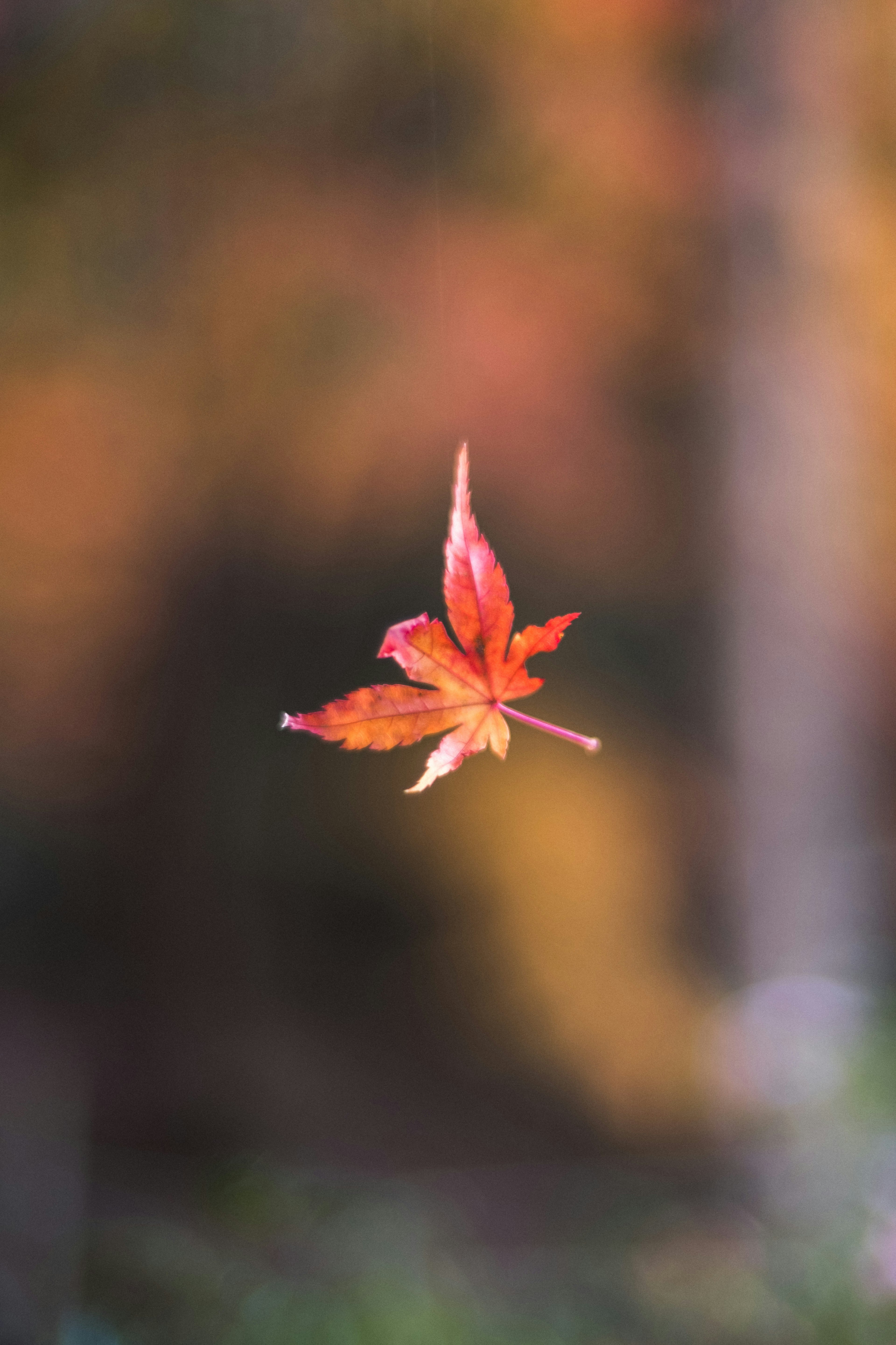 Una foglia d'acero rossa che fluttua nell'aria contro uno sfondo autunnale sfocato