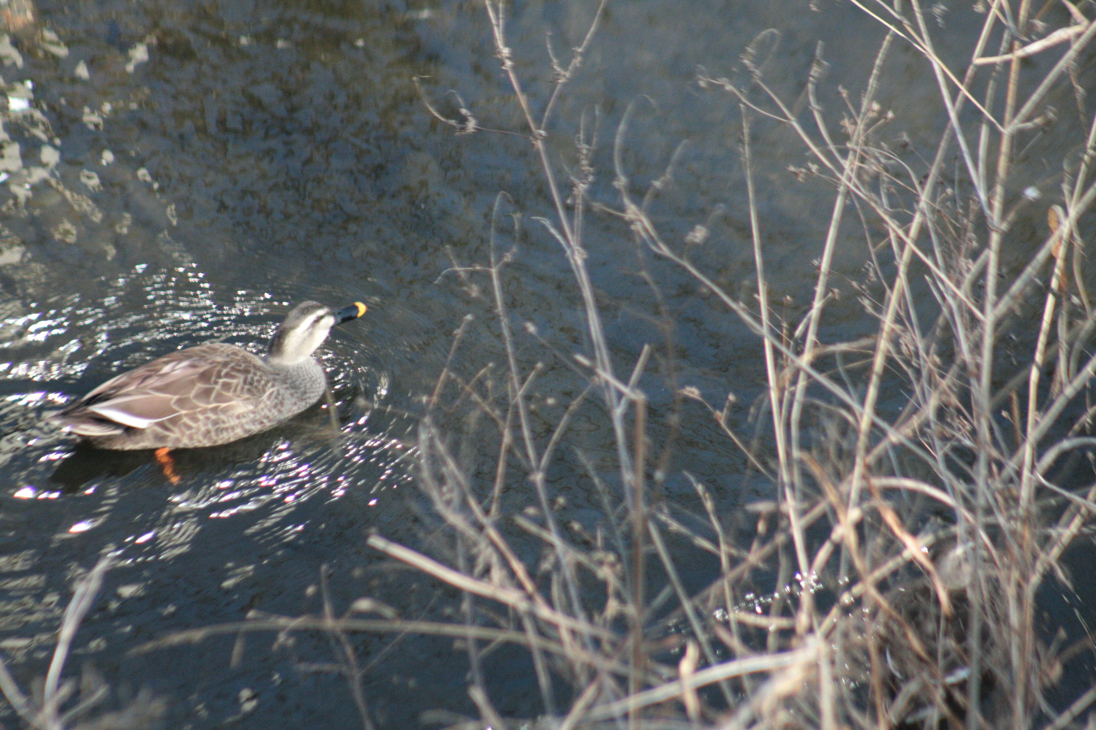 A duck swimming on the water with surrounding dry plants