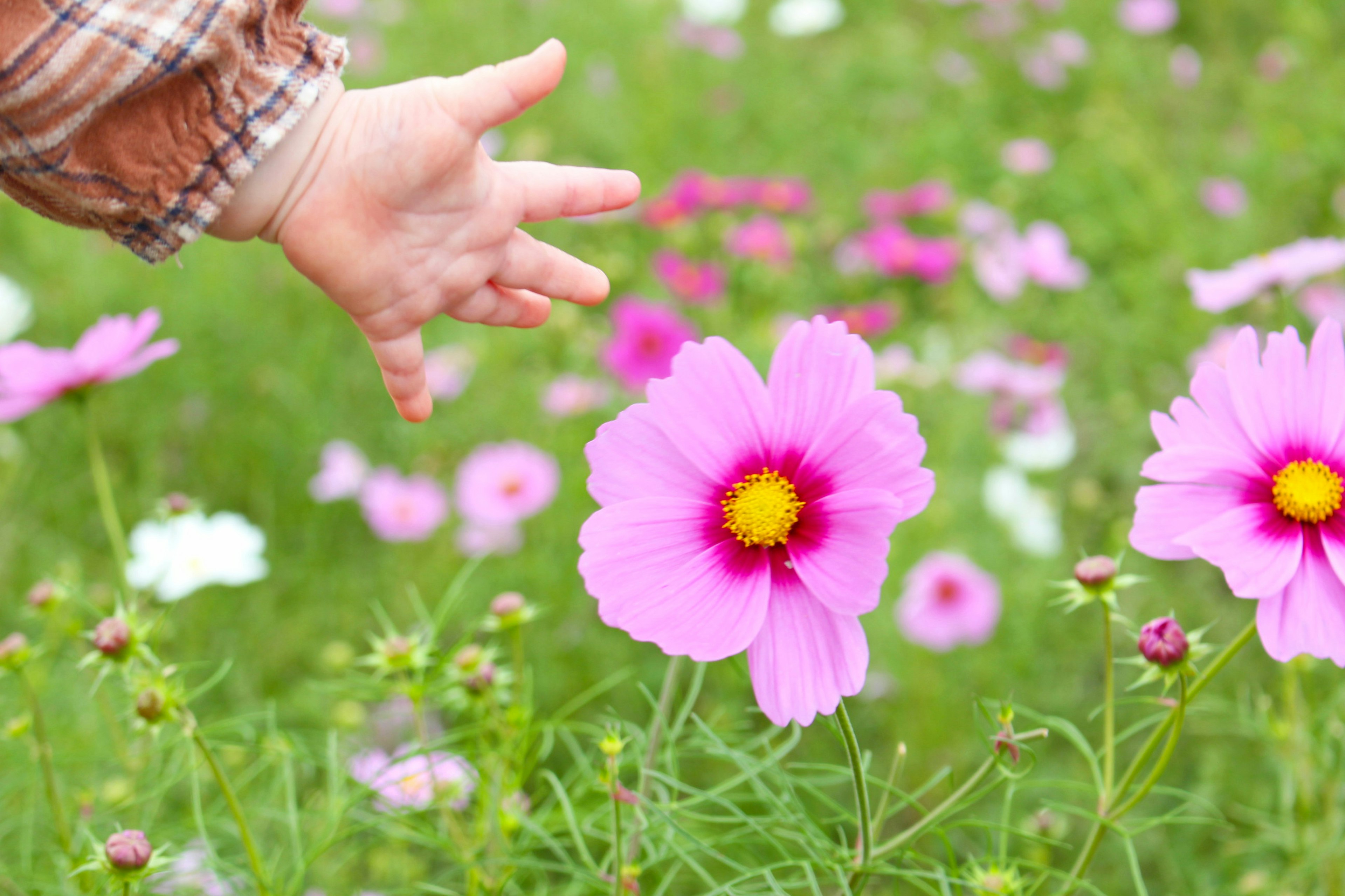 Child's hand reaching towards a pink flower in a vibrant garden