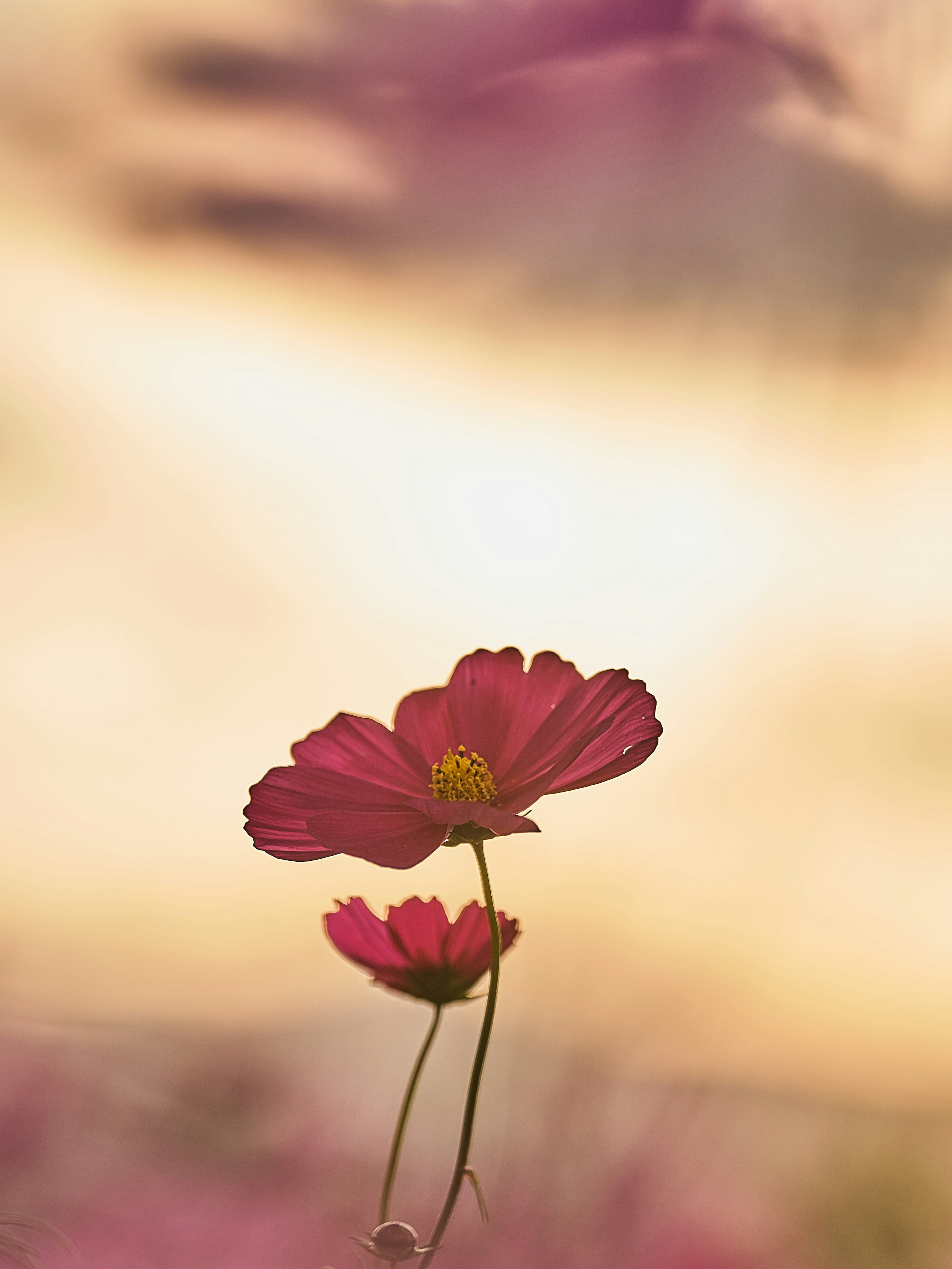 Dos flores rosas silueteadas contra un atardecer