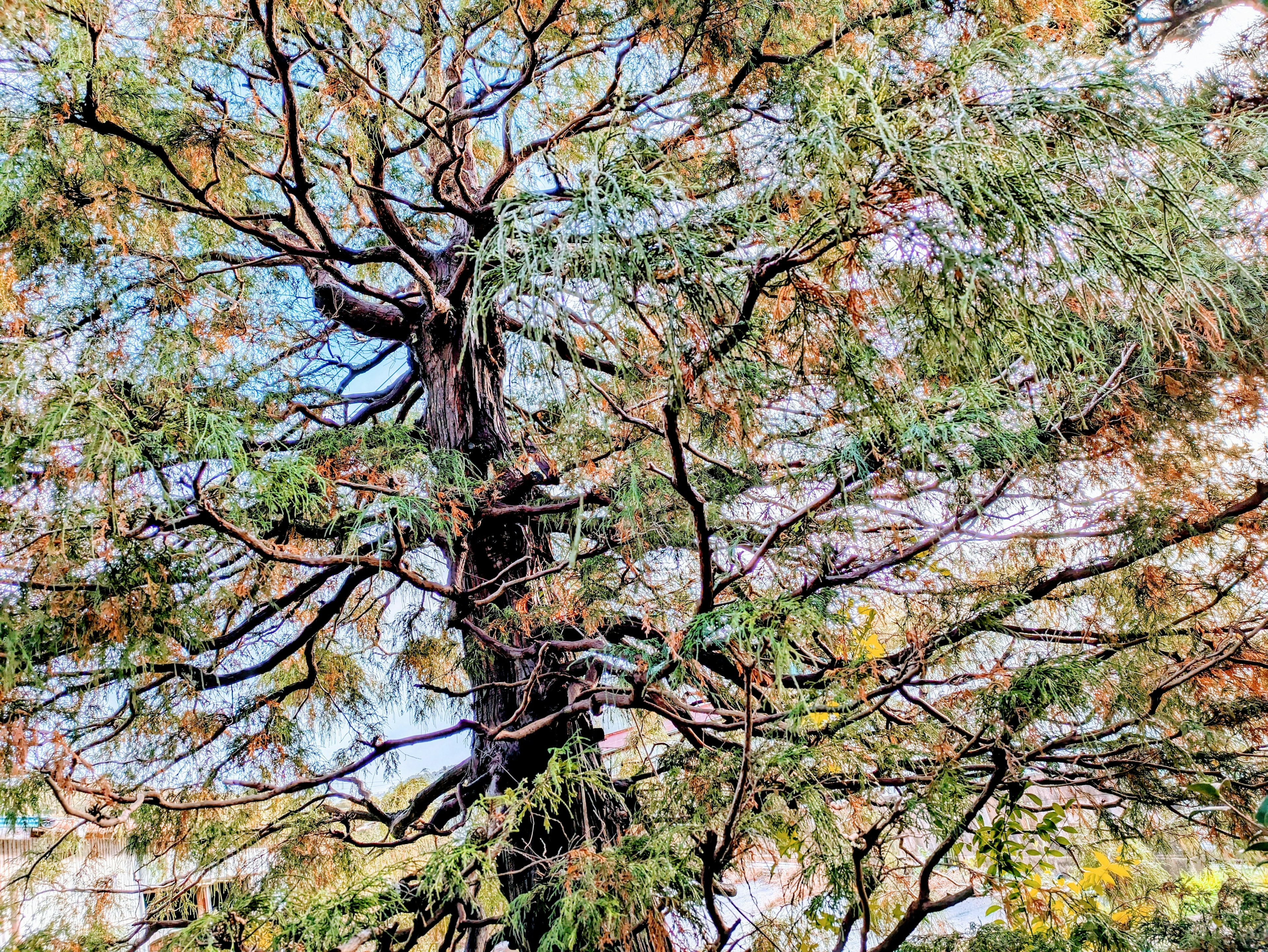 Detailed view of a tree with vibrant leaves and branches