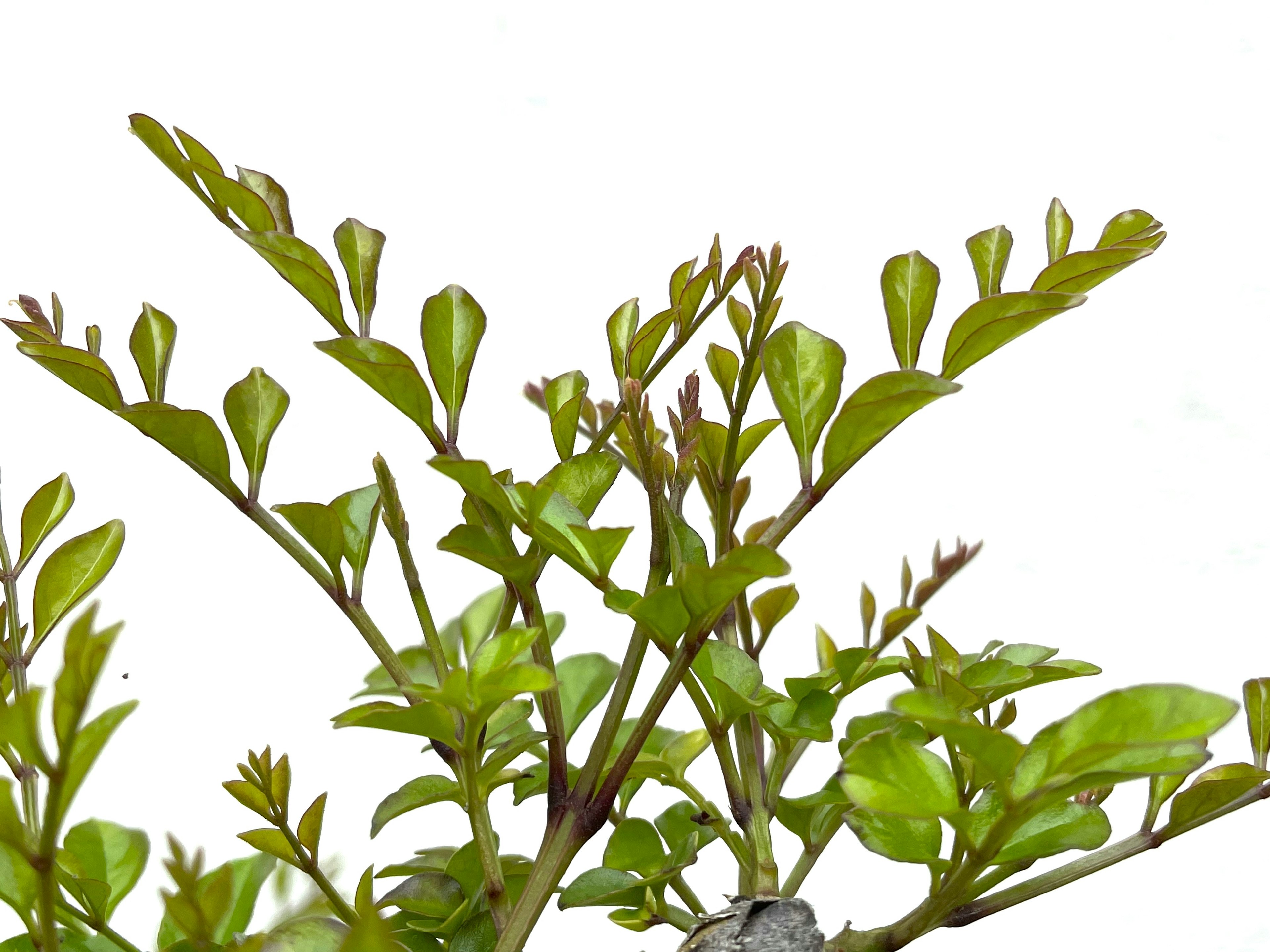 Primer plano de una planta con hojas verdes exuberantes contra un fondo brillante