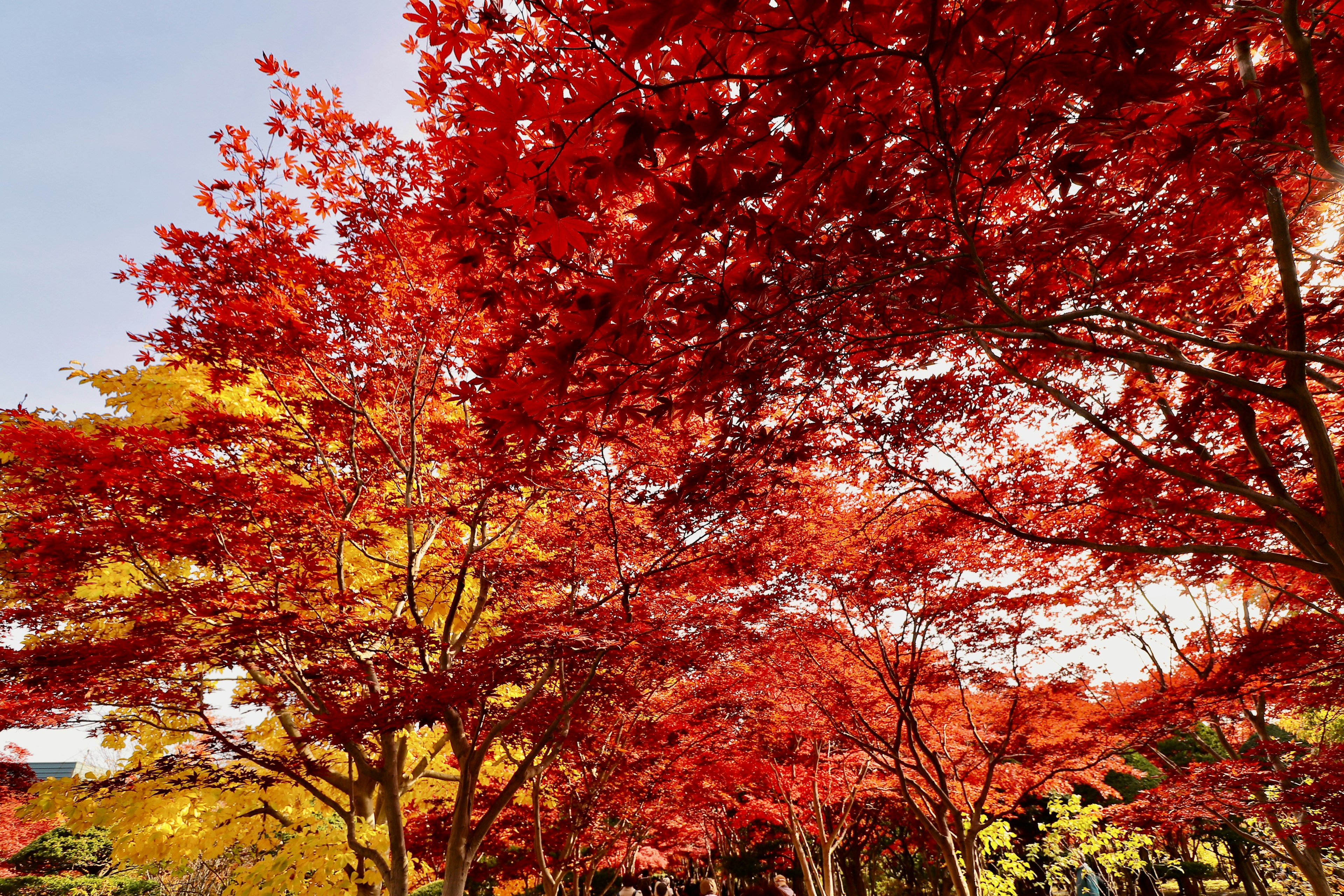 Foglie autunnali vivaci in rosso e giallo che creano un paesaggio pittoresco