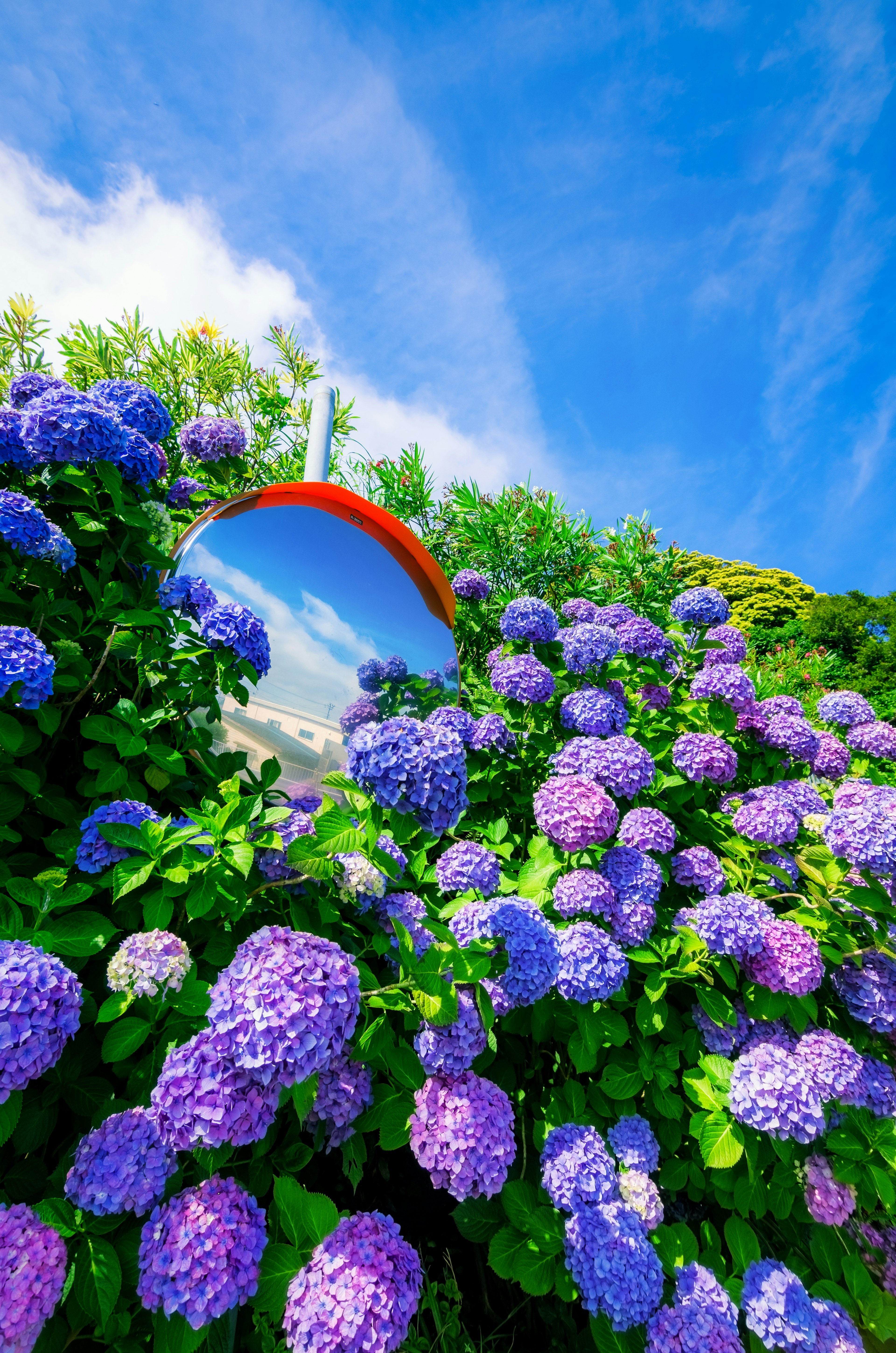 Un espejo rodeado de hortensias moradas bajo un cielo azul