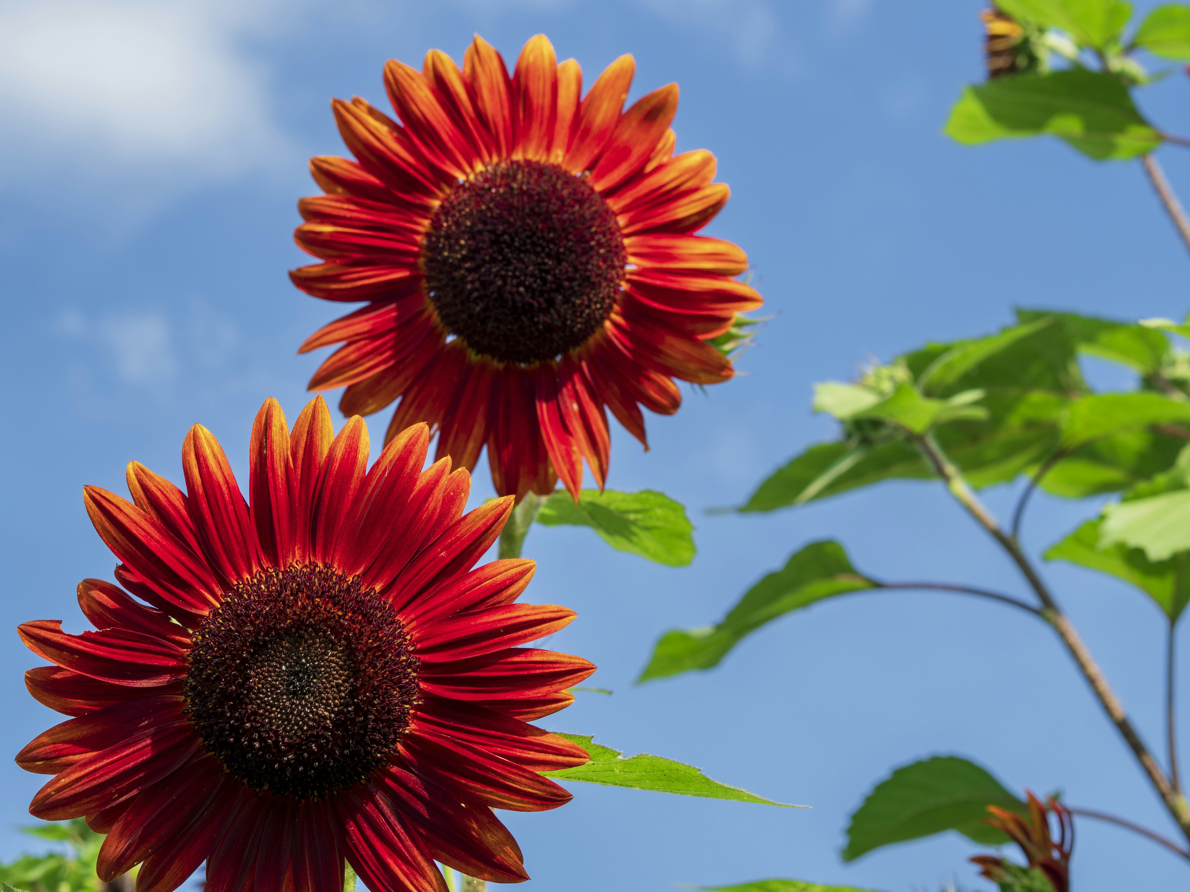 Dos girasoles rojos floreciendo bajo un cielo azul