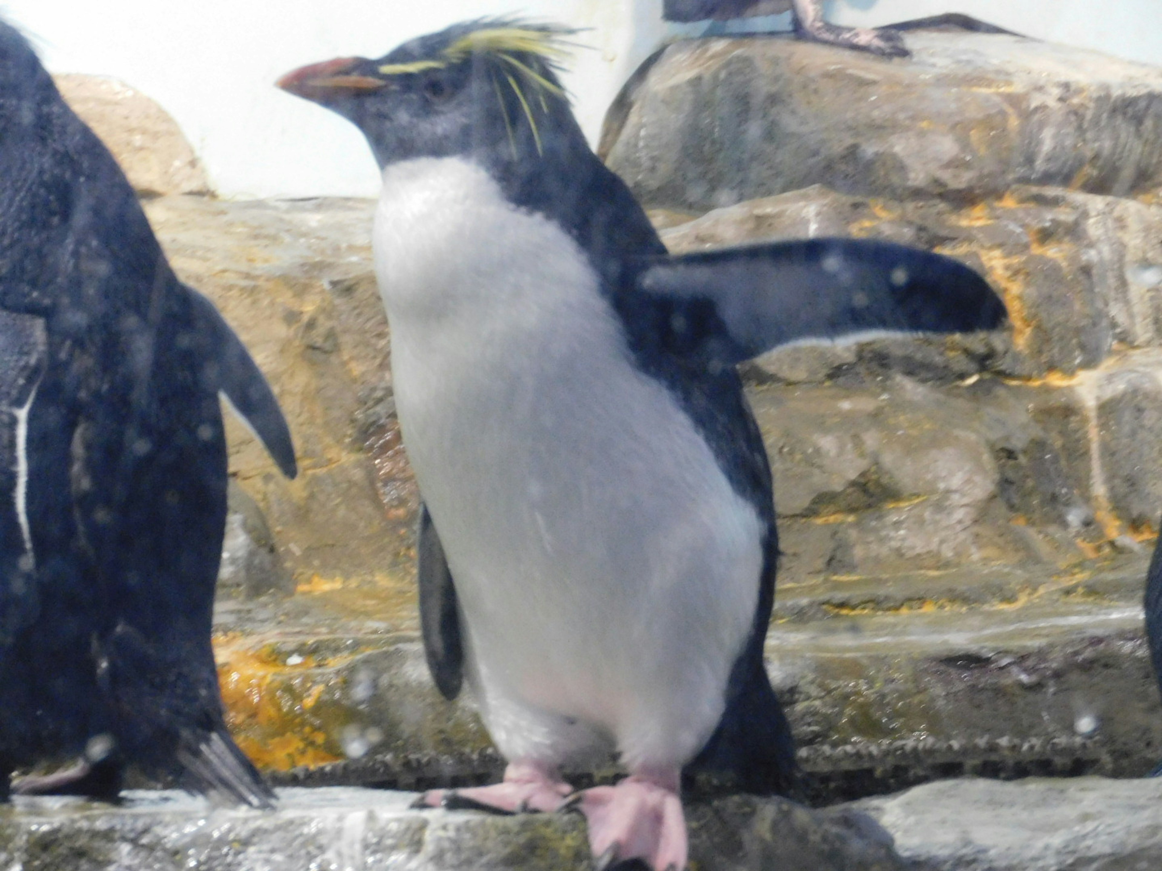 A penguin standing on a rock with its wings slightly spread