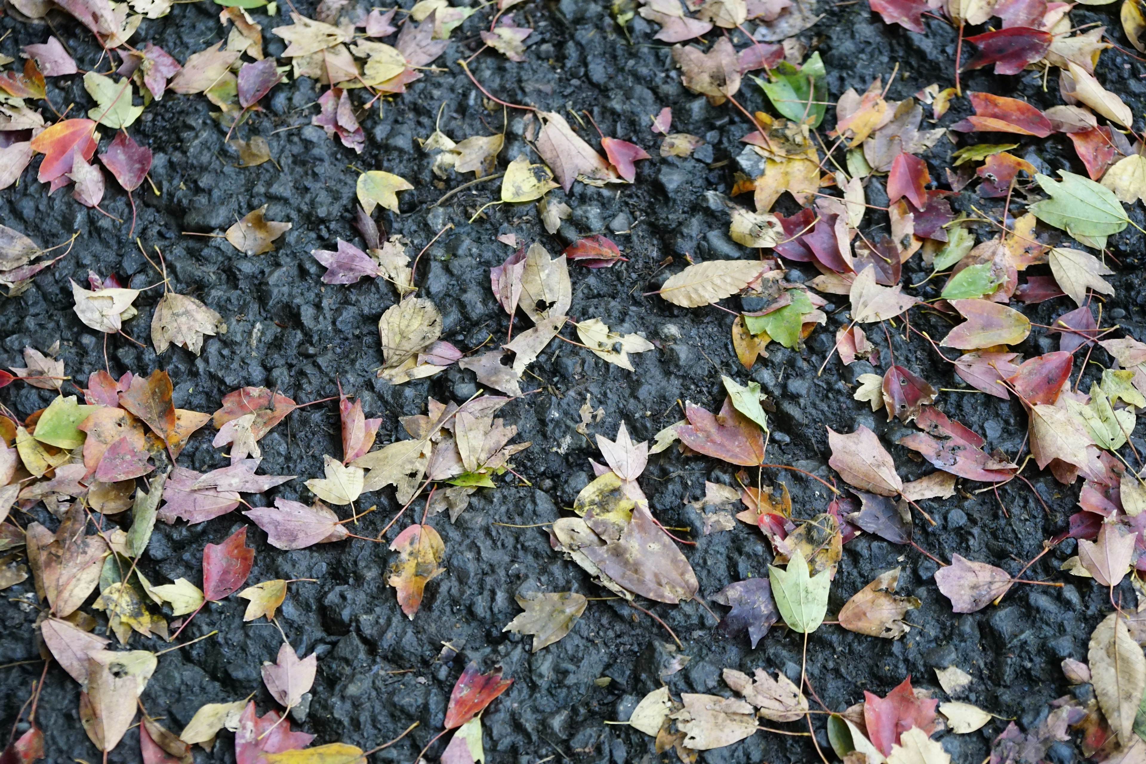 Close-up of colorful fallen leaves scattered on the ground