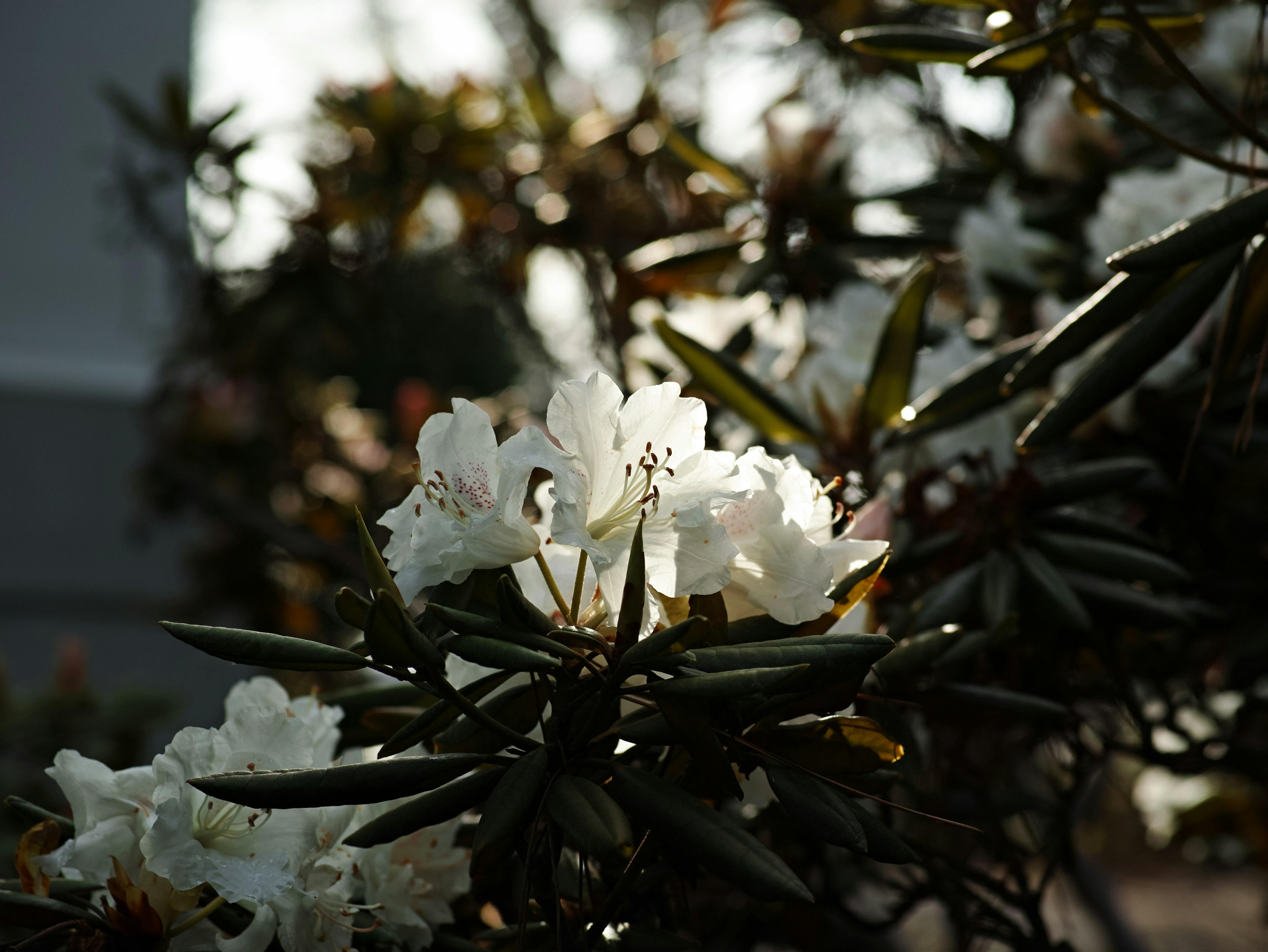 Rama de rododendro con flores blancas y hojas verde oscuro