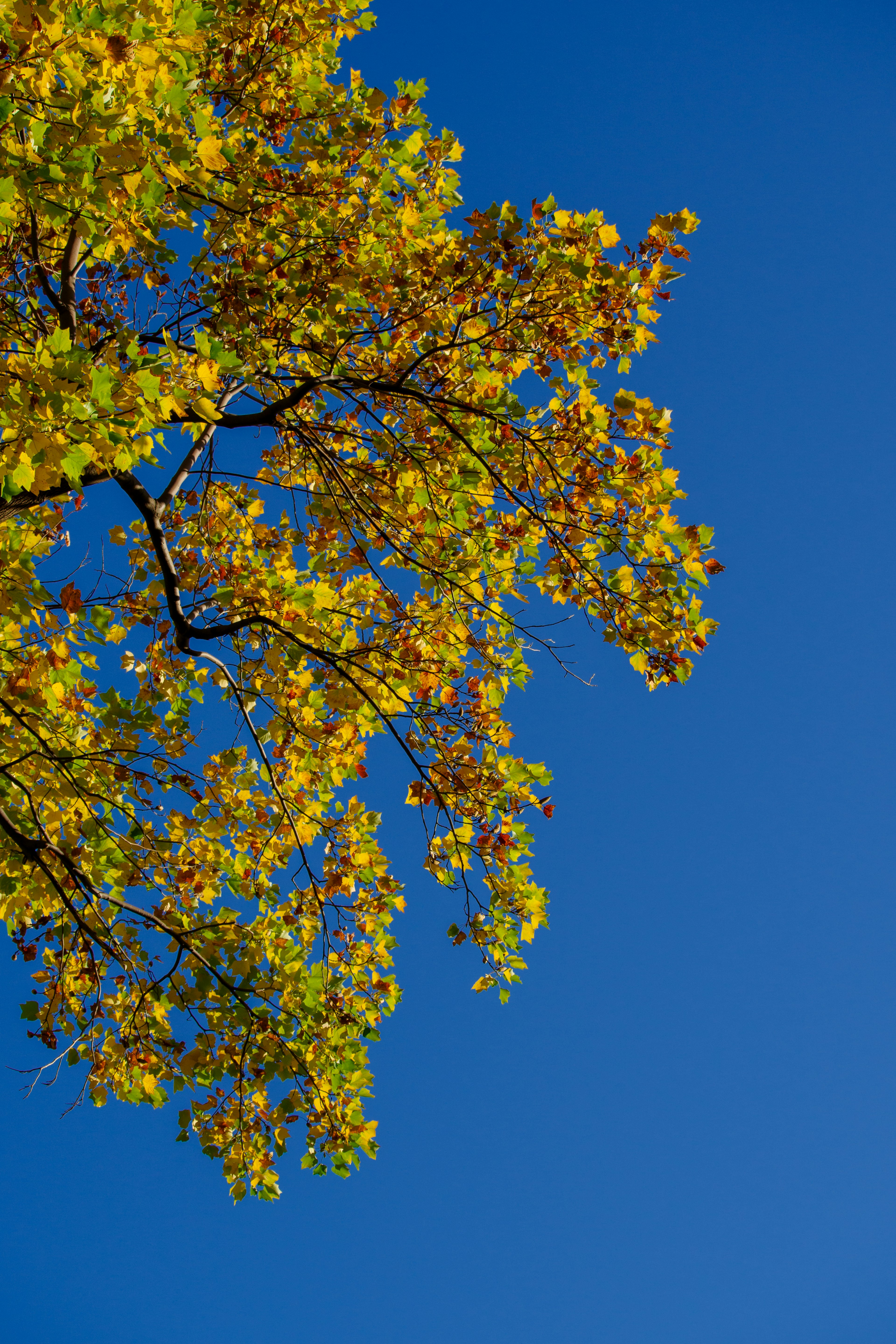 Zweig eines Baumes mit gelben Blättern vor blauem Himmel