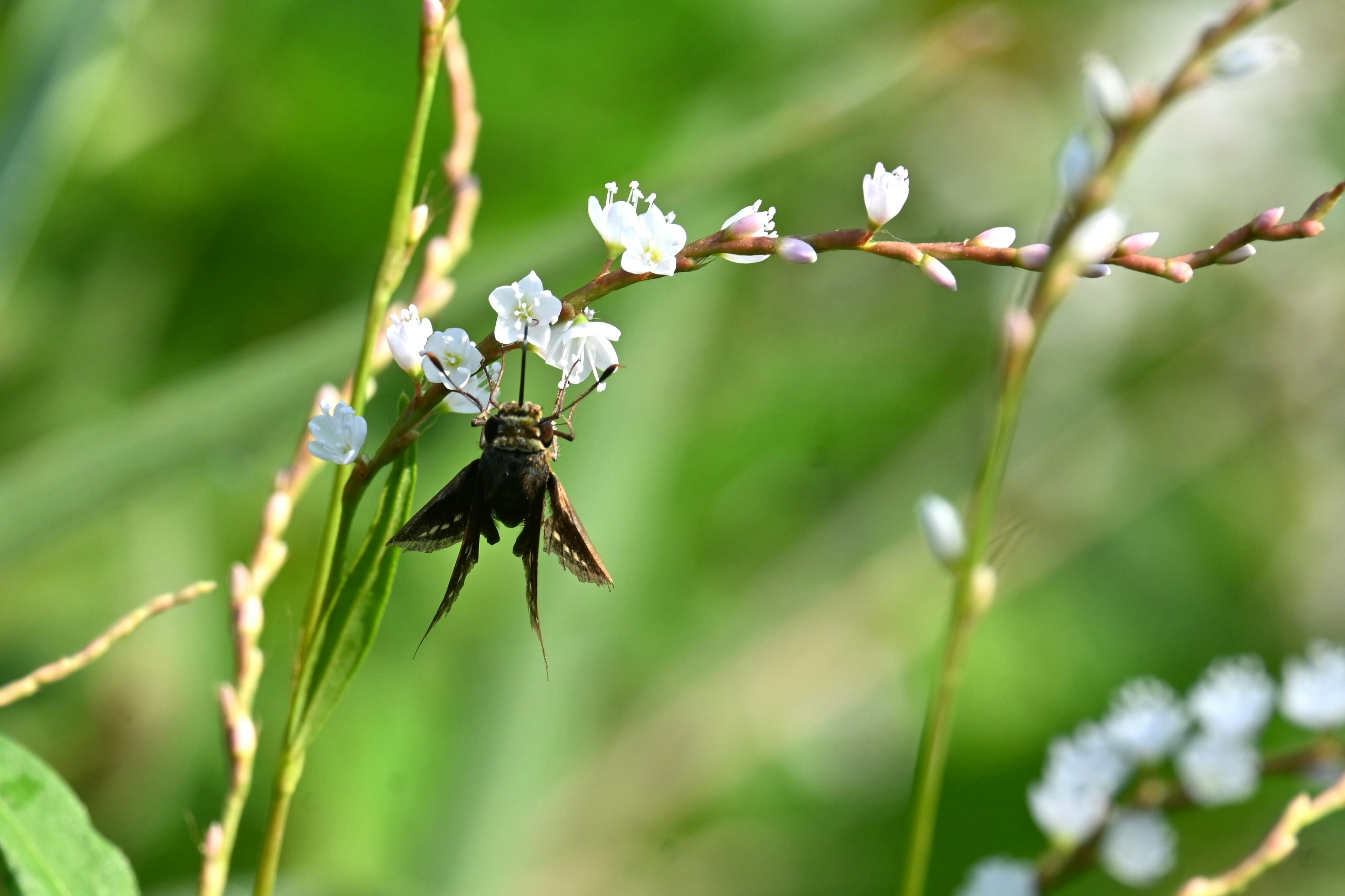 Close-up of an insect on white flowers with a green background