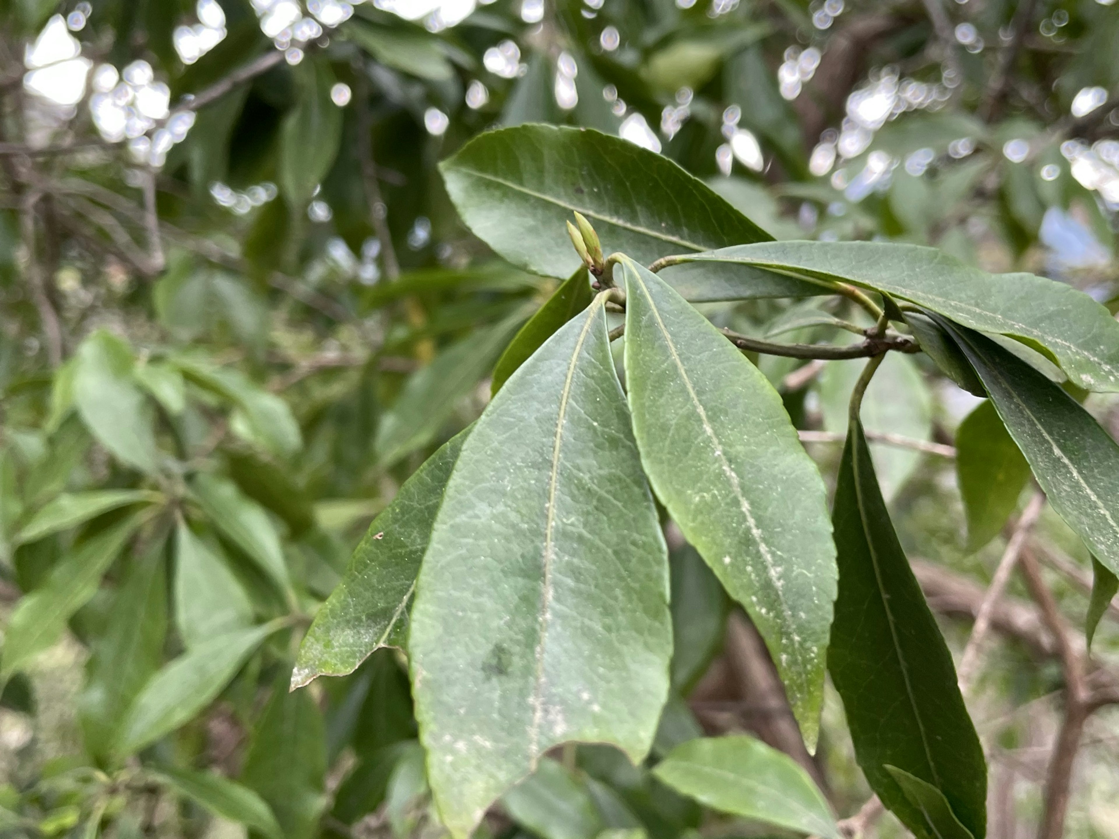 Foto de cerca de hojas verdes en un árbol