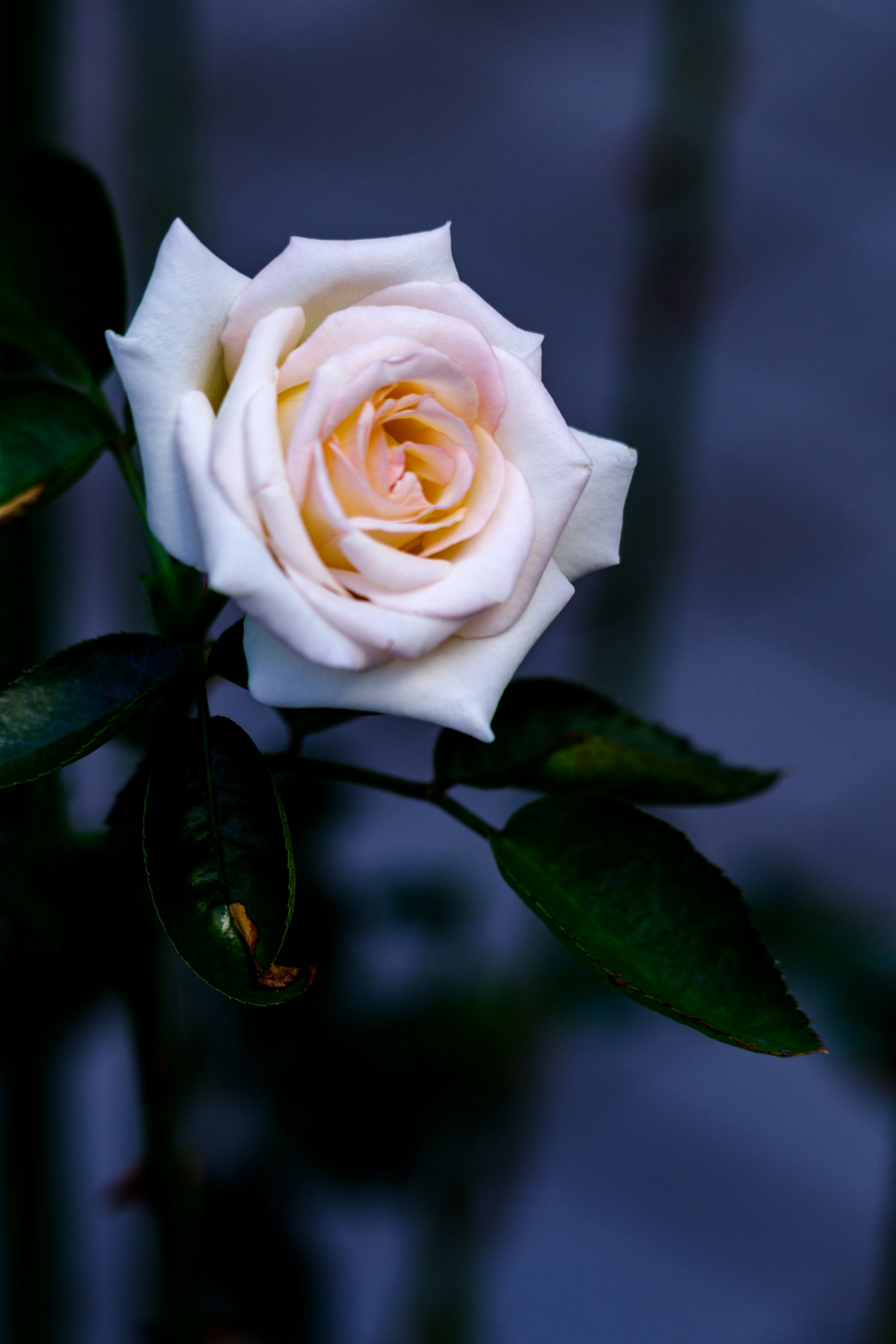 Eine blassrosa Rose hebt sich vor einem dunkelblauen Hintergrund ab