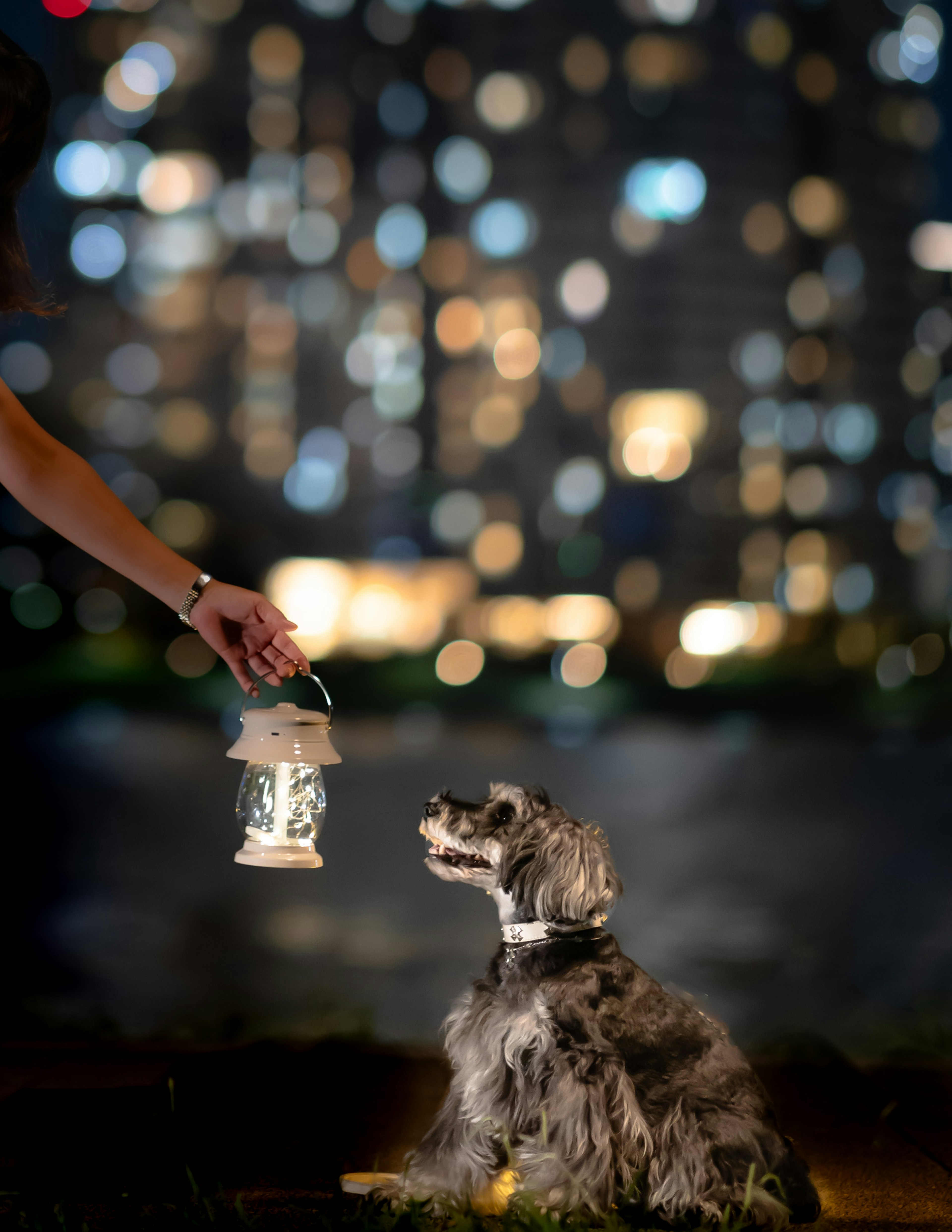 A hand holding a lantern in front of a dog with a city skyline in the background