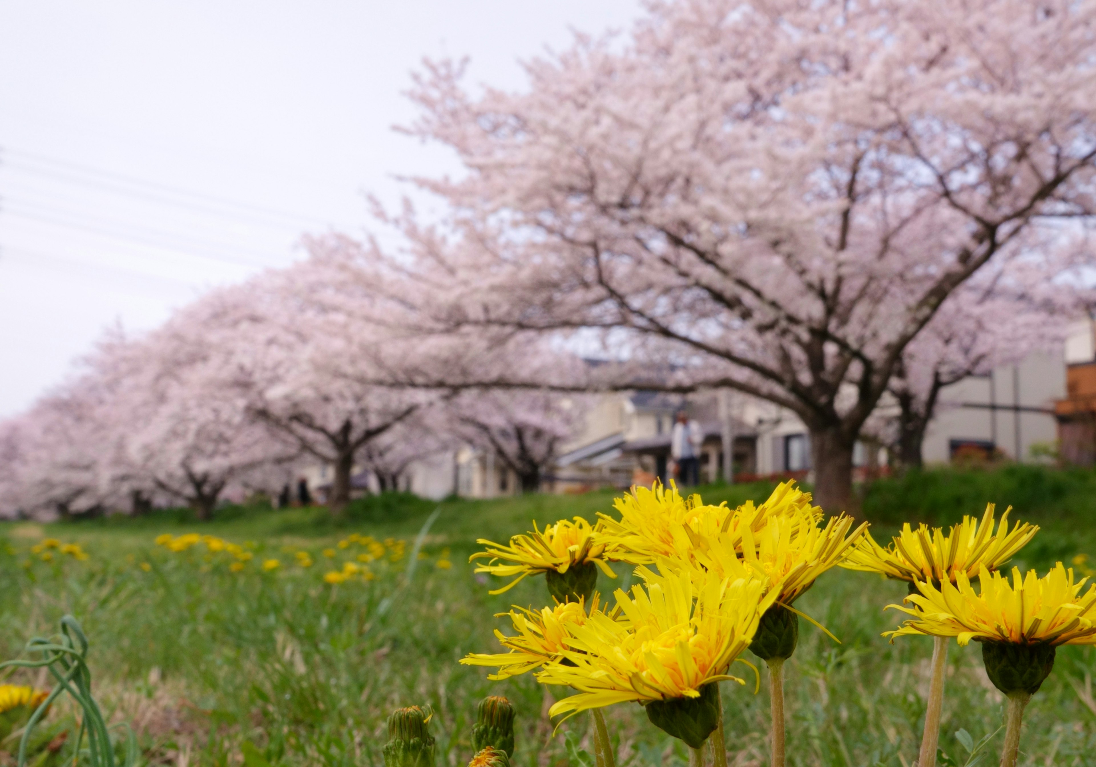 Landscape featuring cherry blossom trees and yellow flowers